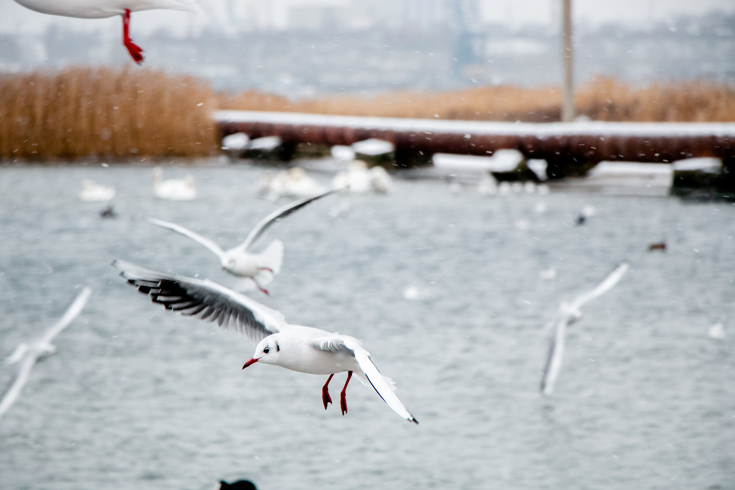 Паромная переправа. Семейный фотограф Великодолинское