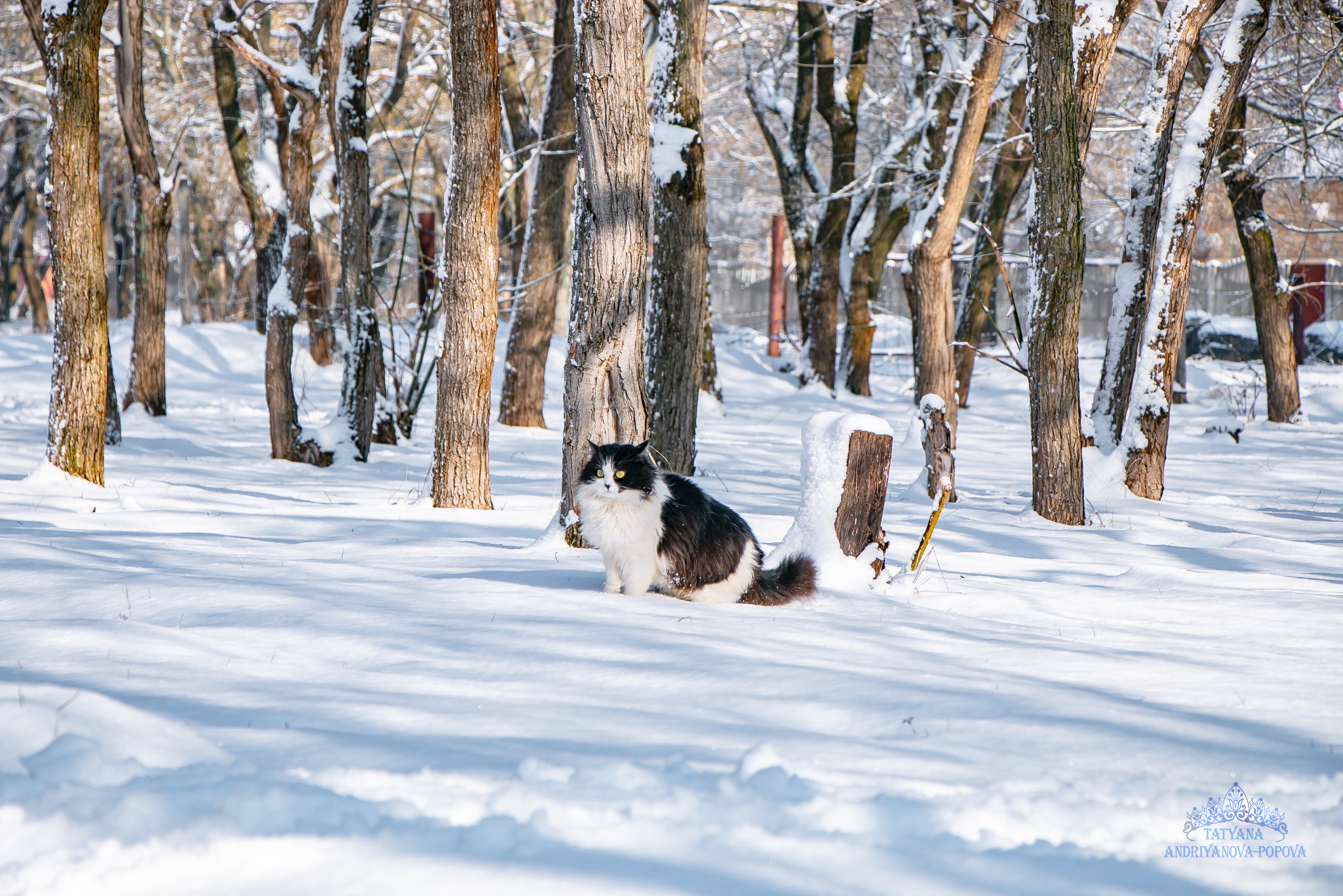 Прогулка кота. Семейный фотограф Великодолинское