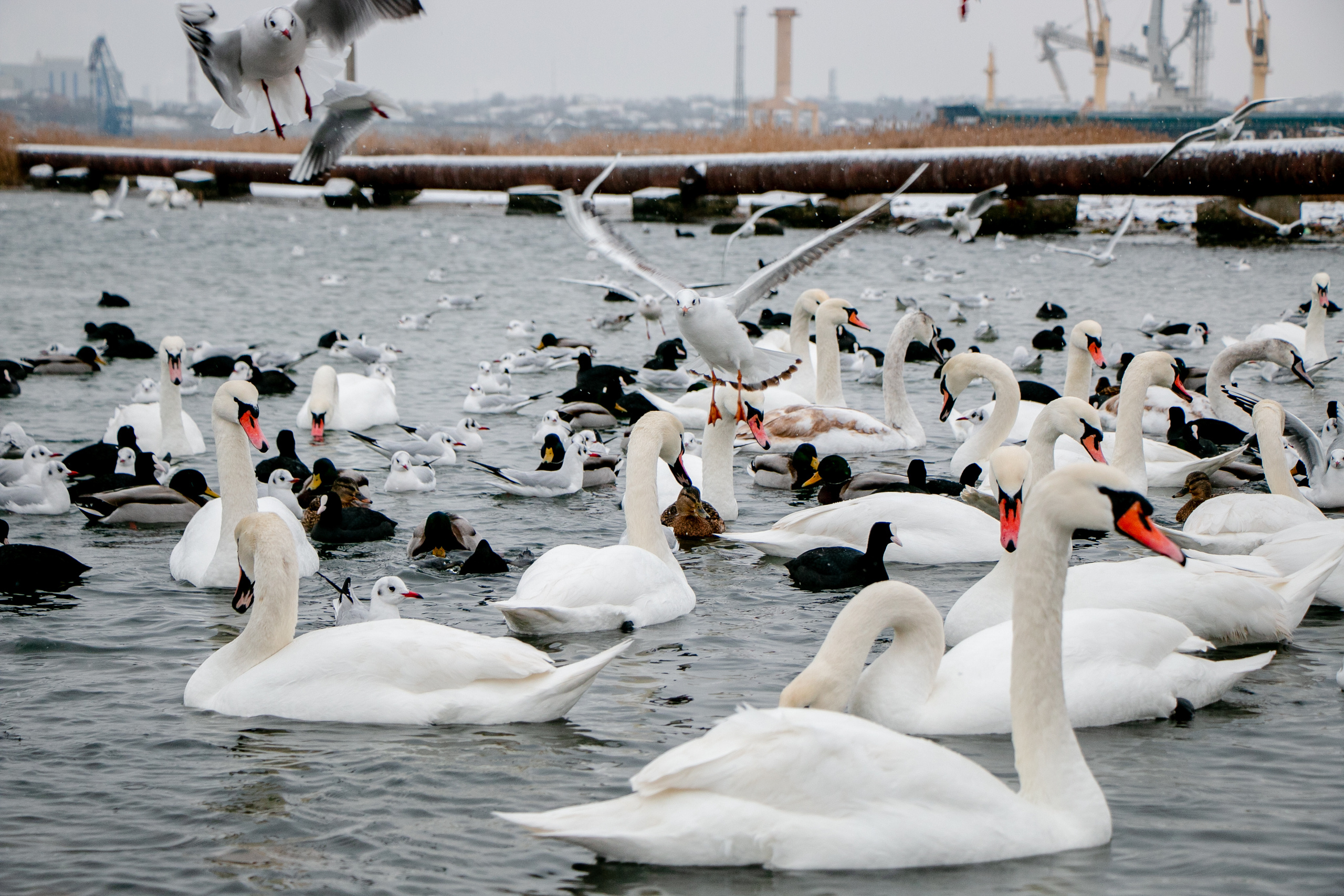 Паромная переправа. Семейный фотограф Великодолинское