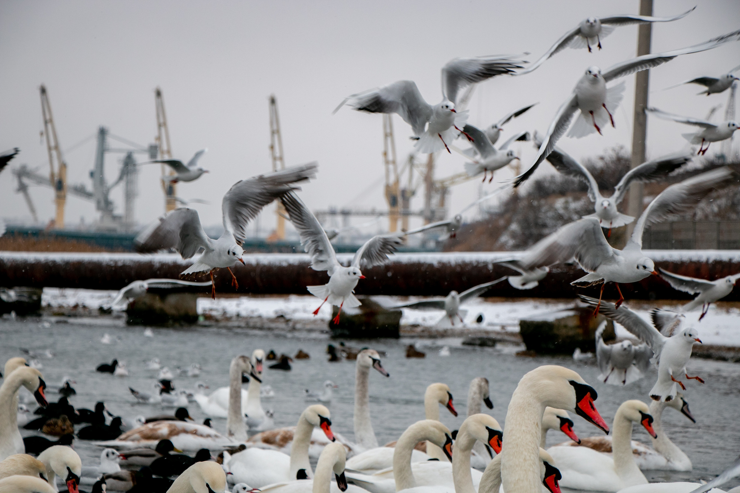 Паромная переправа. Семейный фотограф Великодолинское