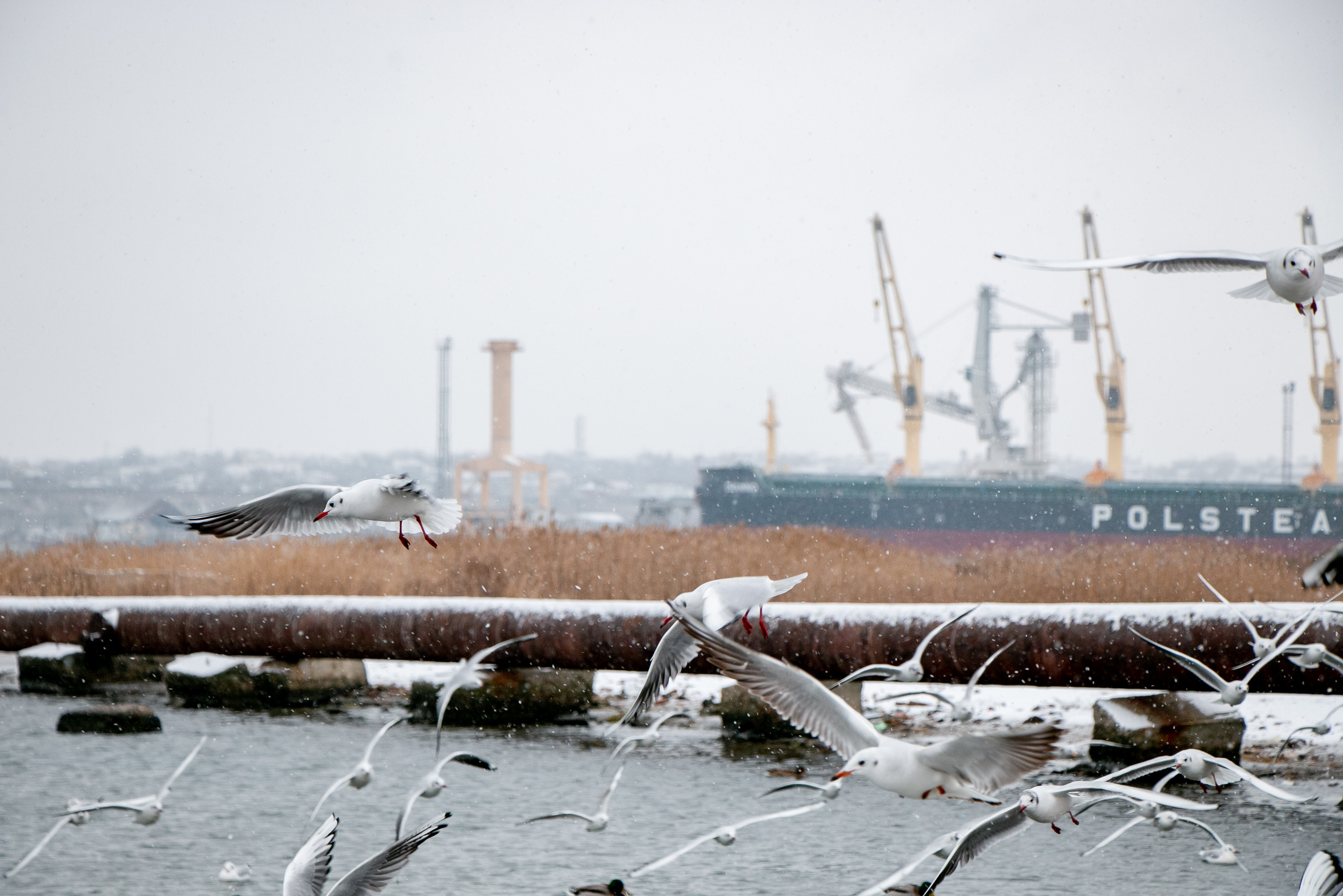 Паромная переправа. Семейный фотограф Великодолинское