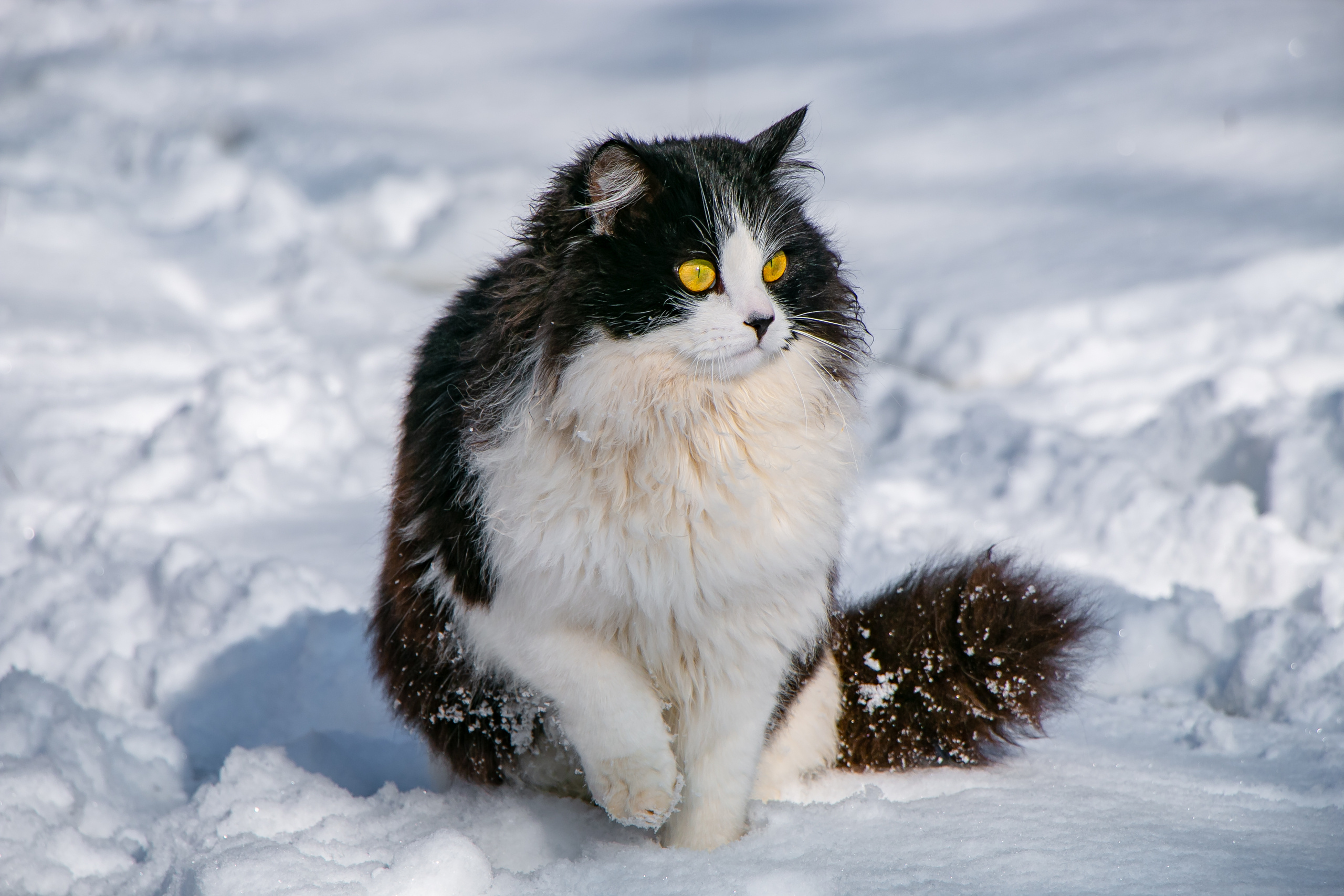 Прогулка кота. Семейный фотограф Великодолинское