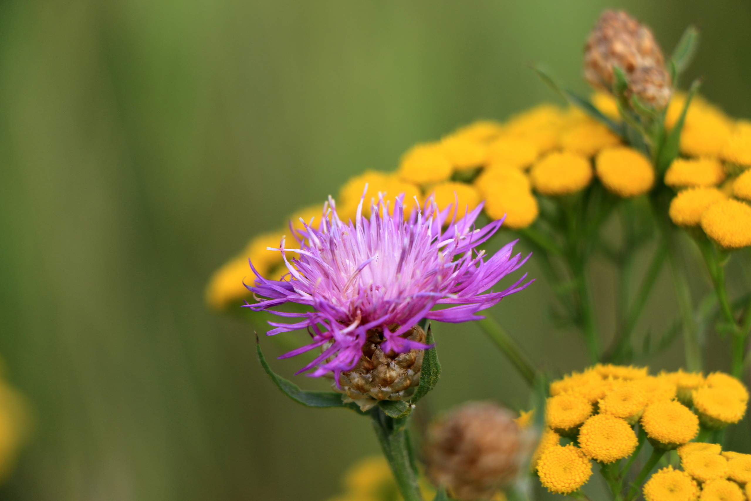 Деревенские мотивы, фото. Семейный фотограф Великодолинское