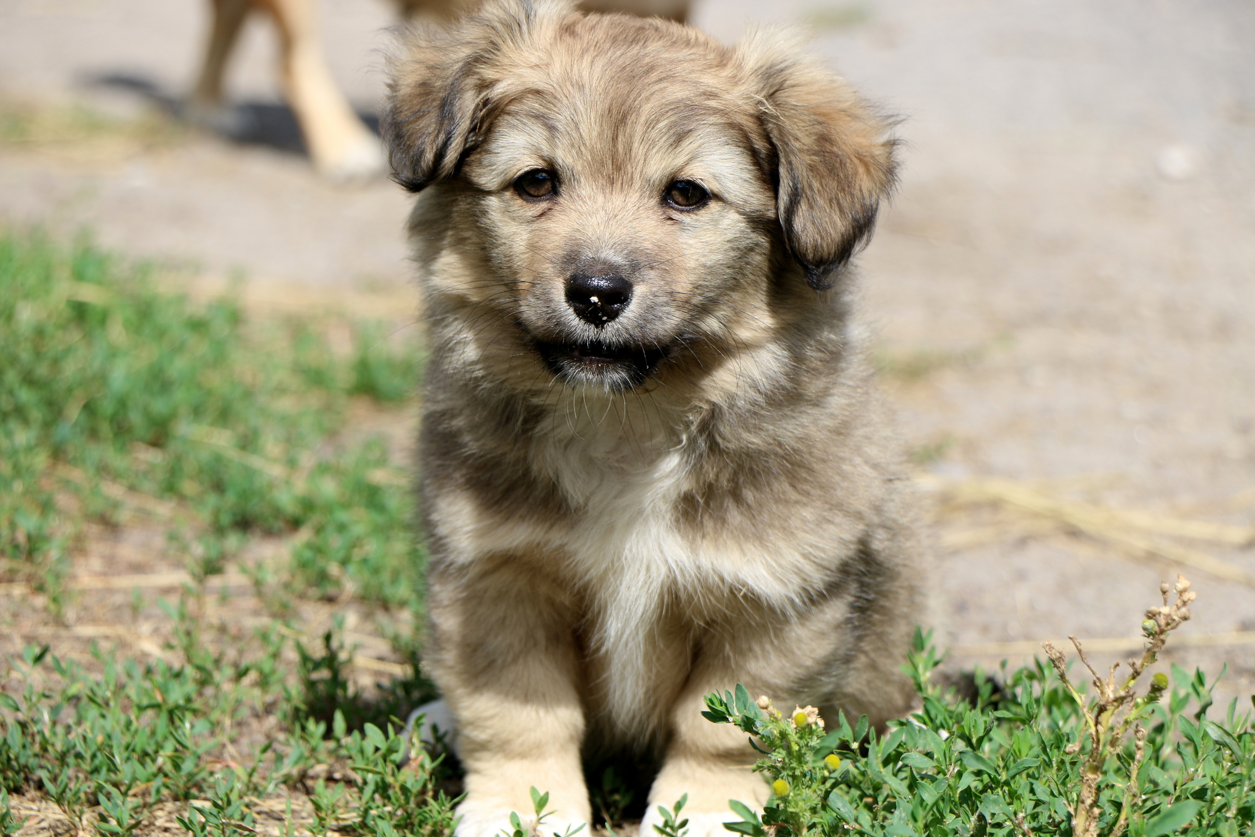 Деревенские мотивы, фото. Семейный фотограф Великодолинское
