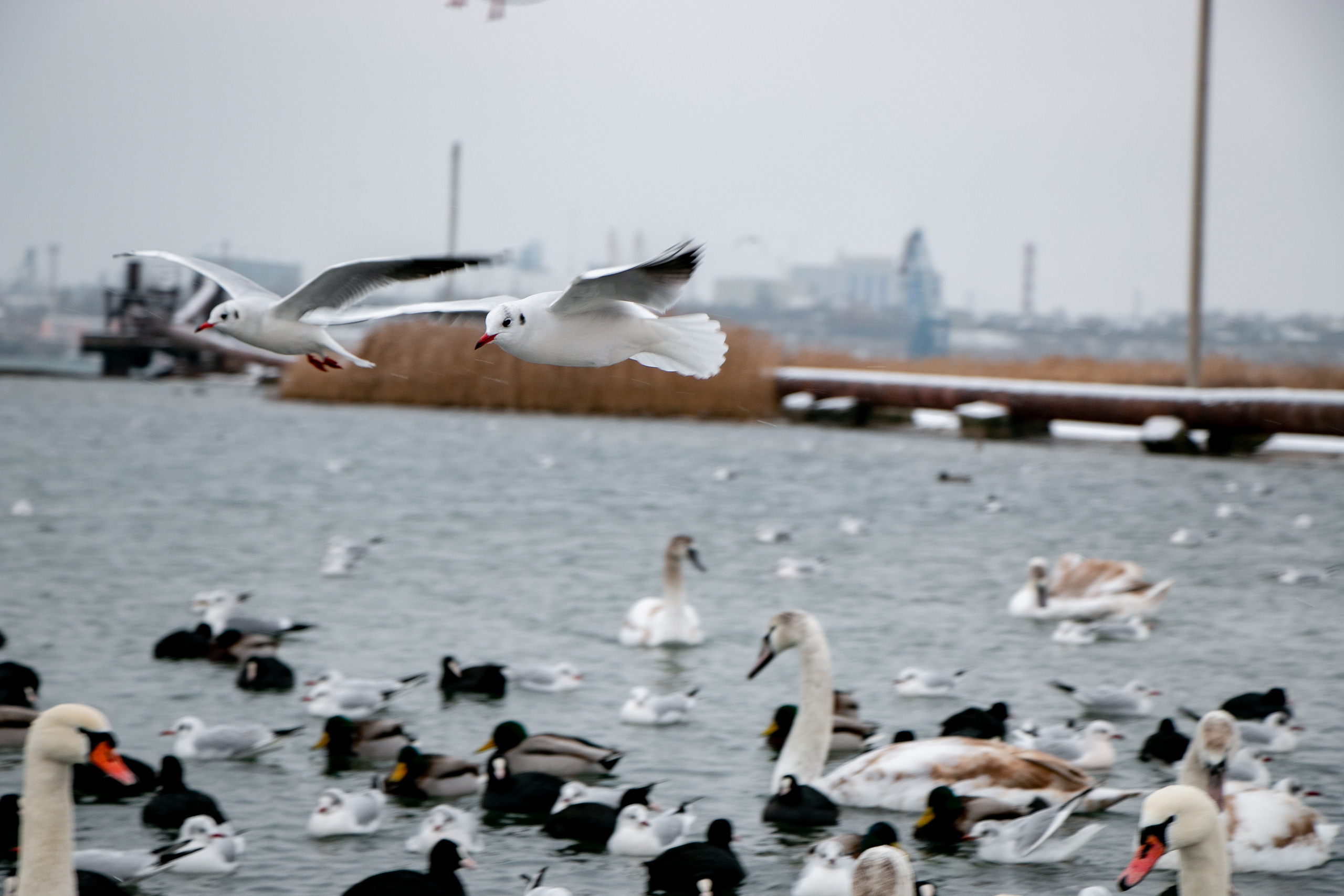 Паромная переправа. Семейный фотограф Великодолинское