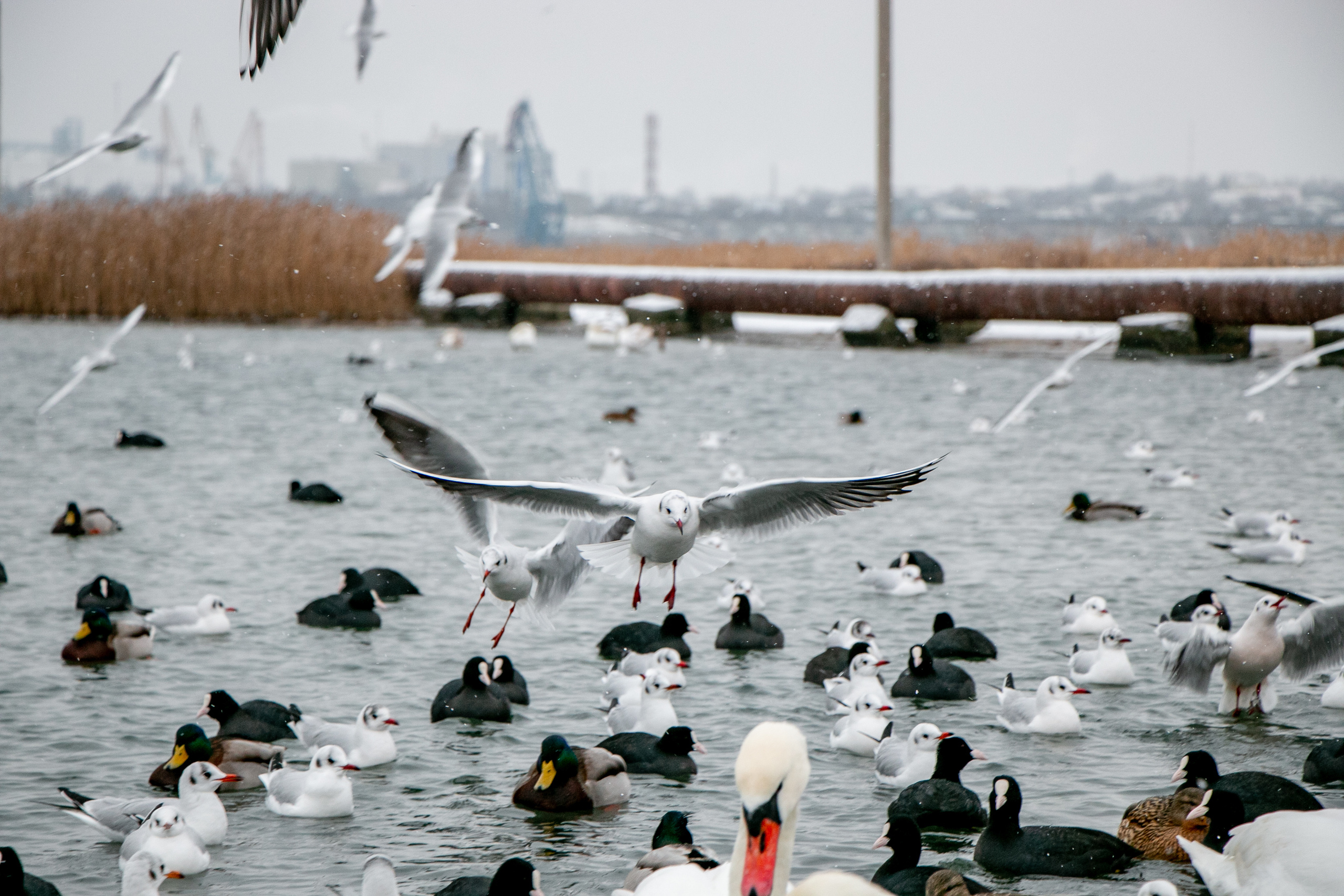 Паромная переправа. Семейный фотограф Великодолинское