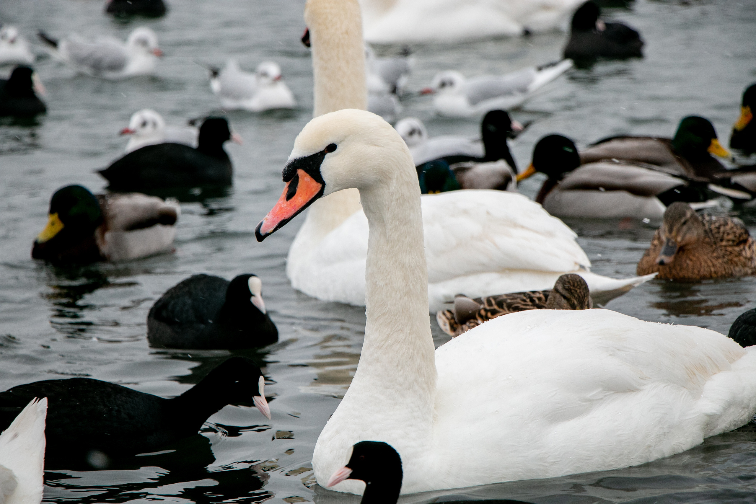 Паромная переправа. Семейный фотограф Великодолинское