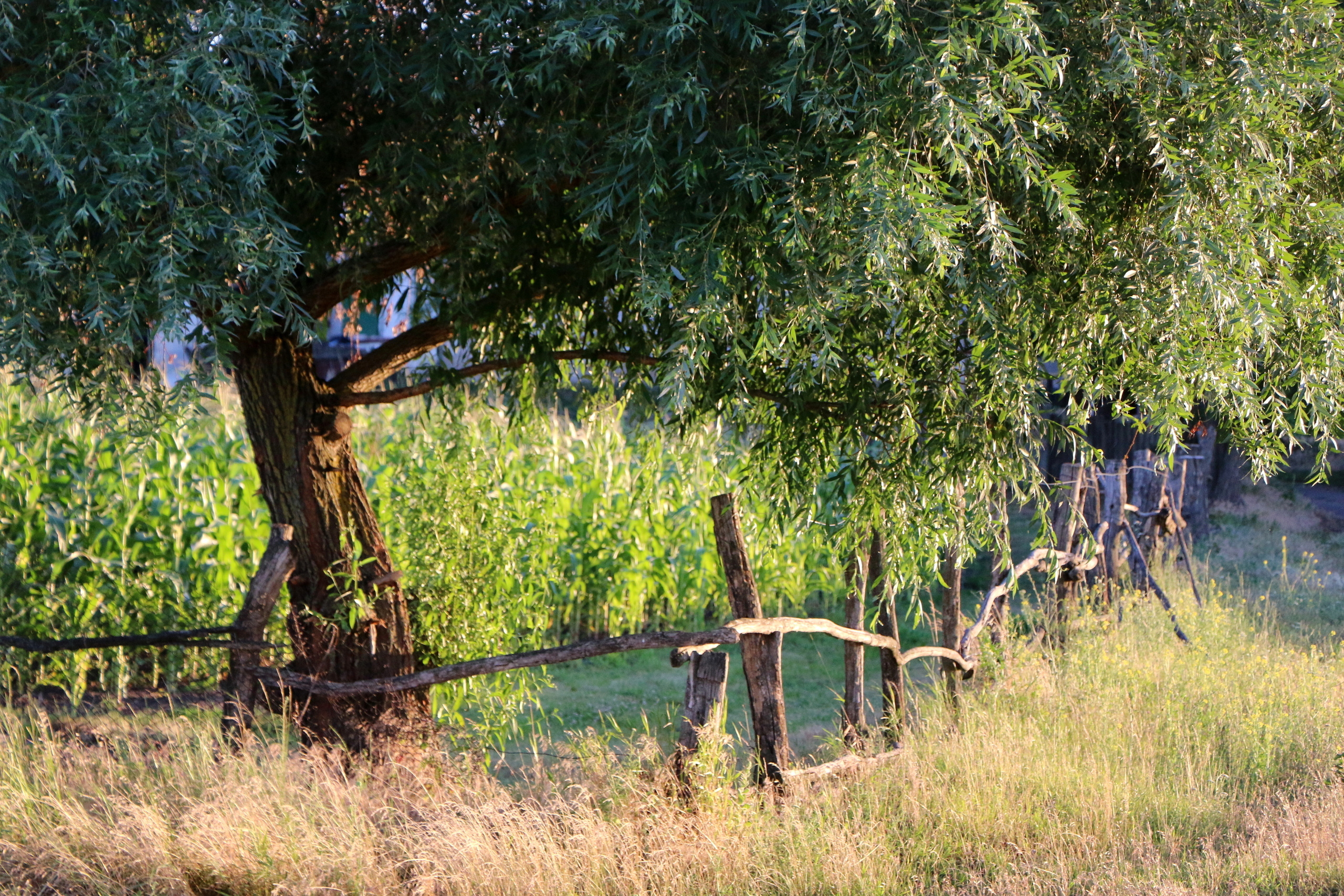 Деревенские мотивы, фото. Семейный фотограф Великодолинское