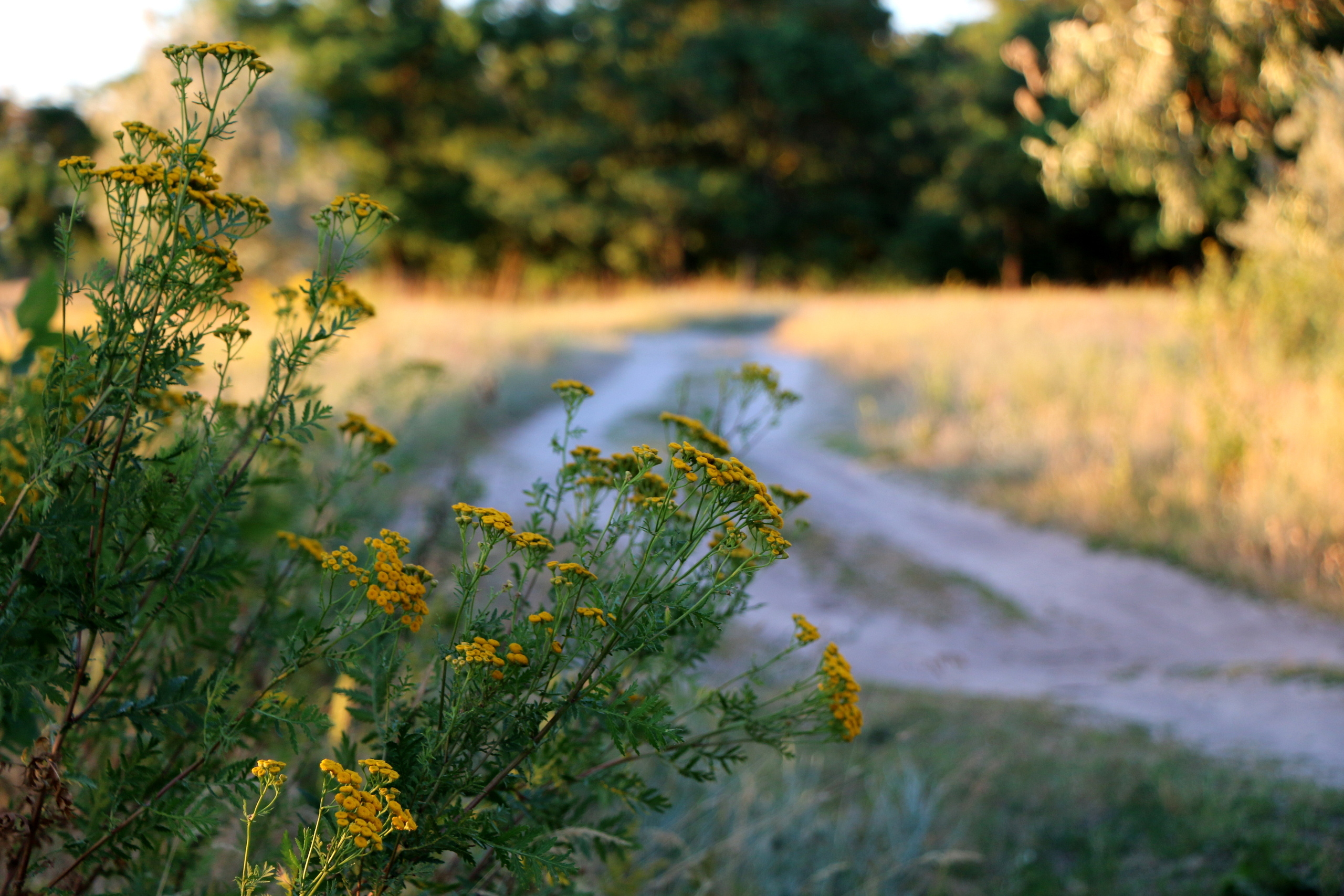 Деревенские мотивы, фото. Семейный фотограф Великодолинское
