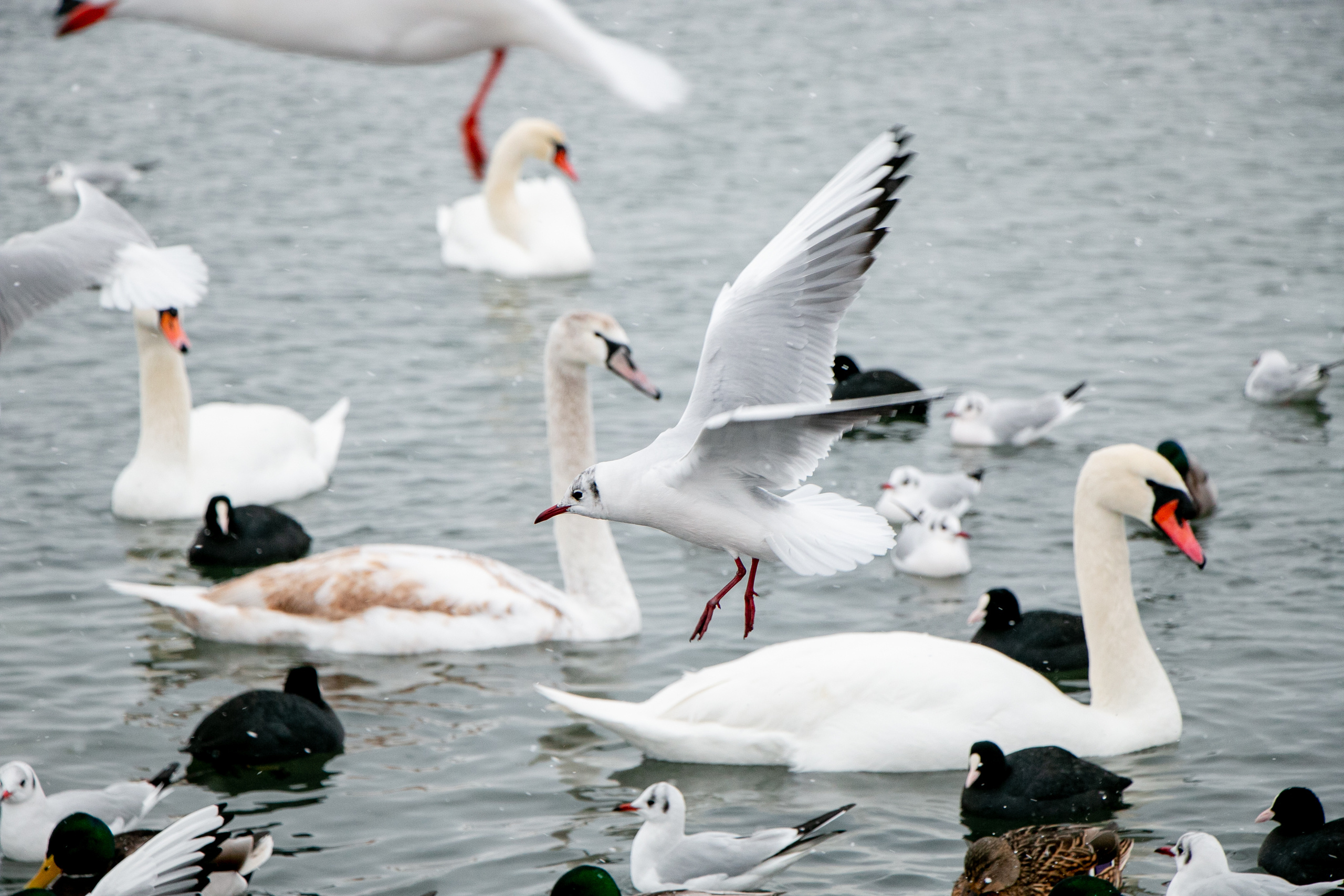 Паромная переправа. Семейный фотограф Великодолинское