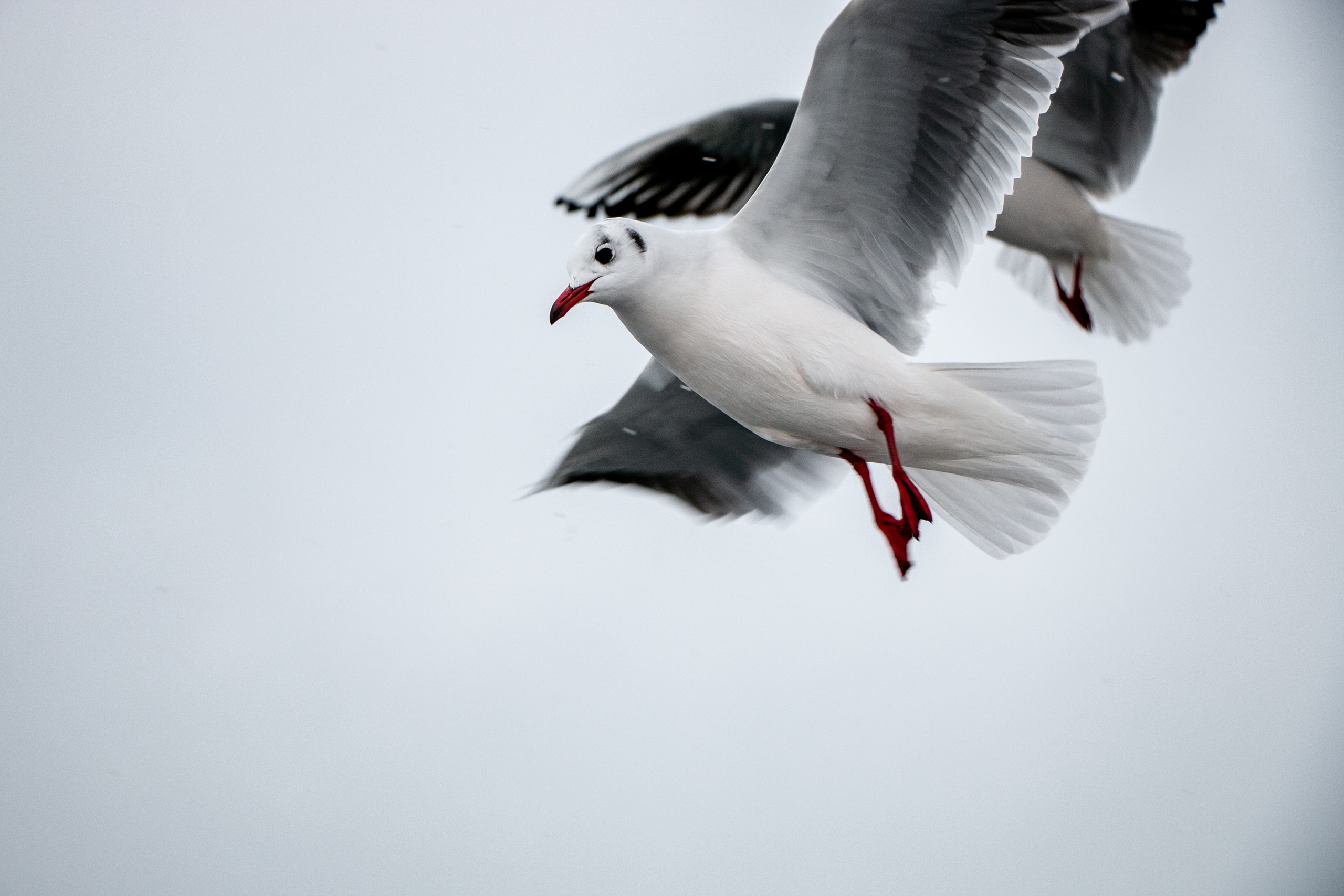 Паромная переправа. Семейный фотограф Великодолинское