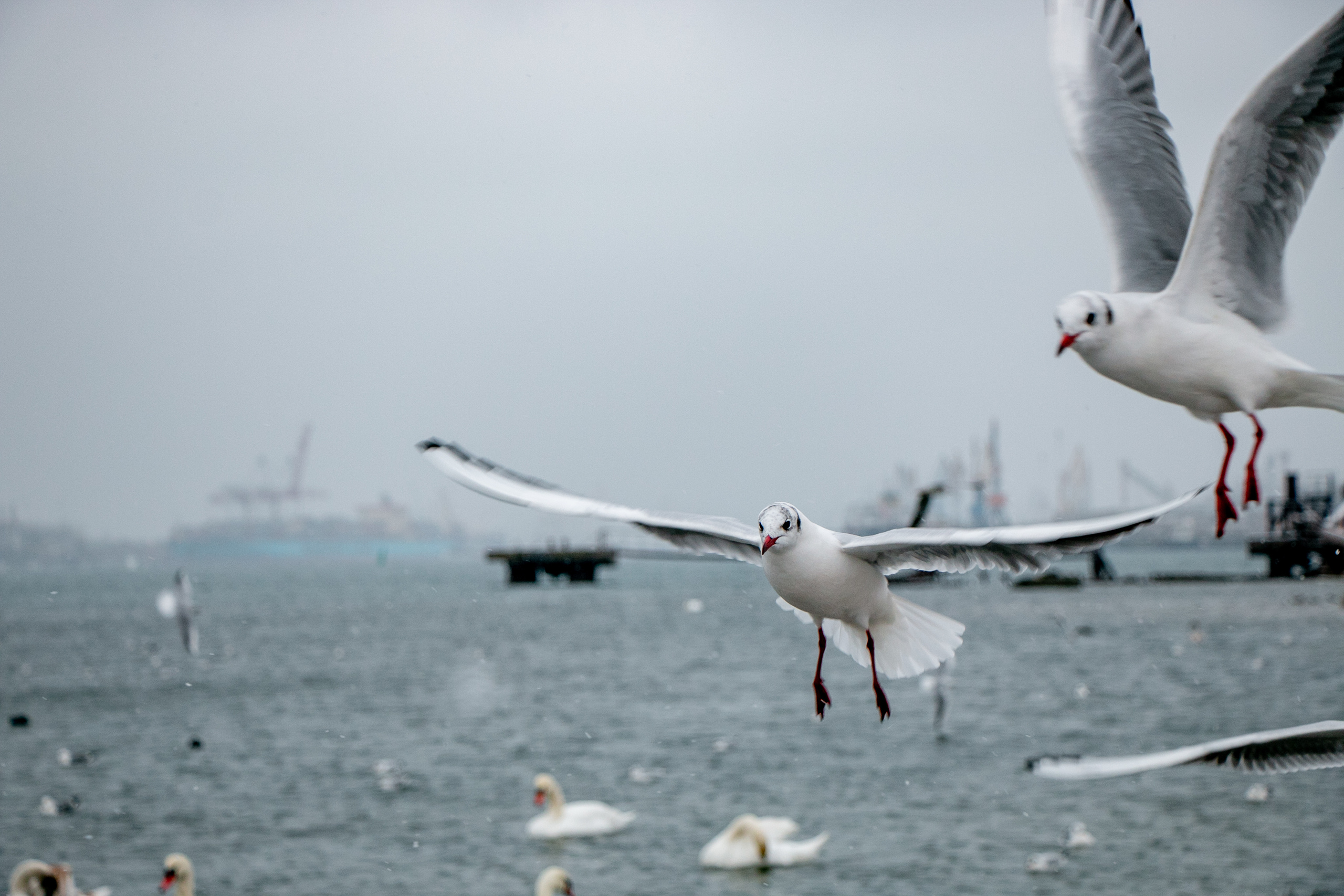 Паромная переправа. Семейный фотограф Великодолинское