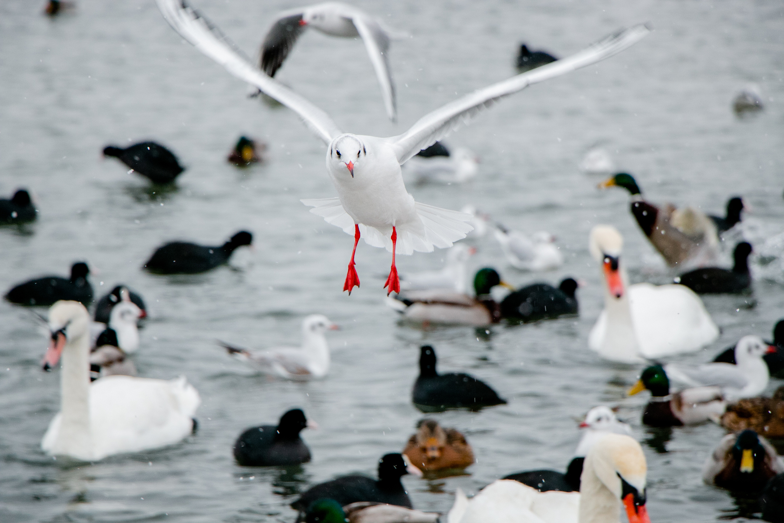 Паромная переправа. Семейный фотограф Великодолинское