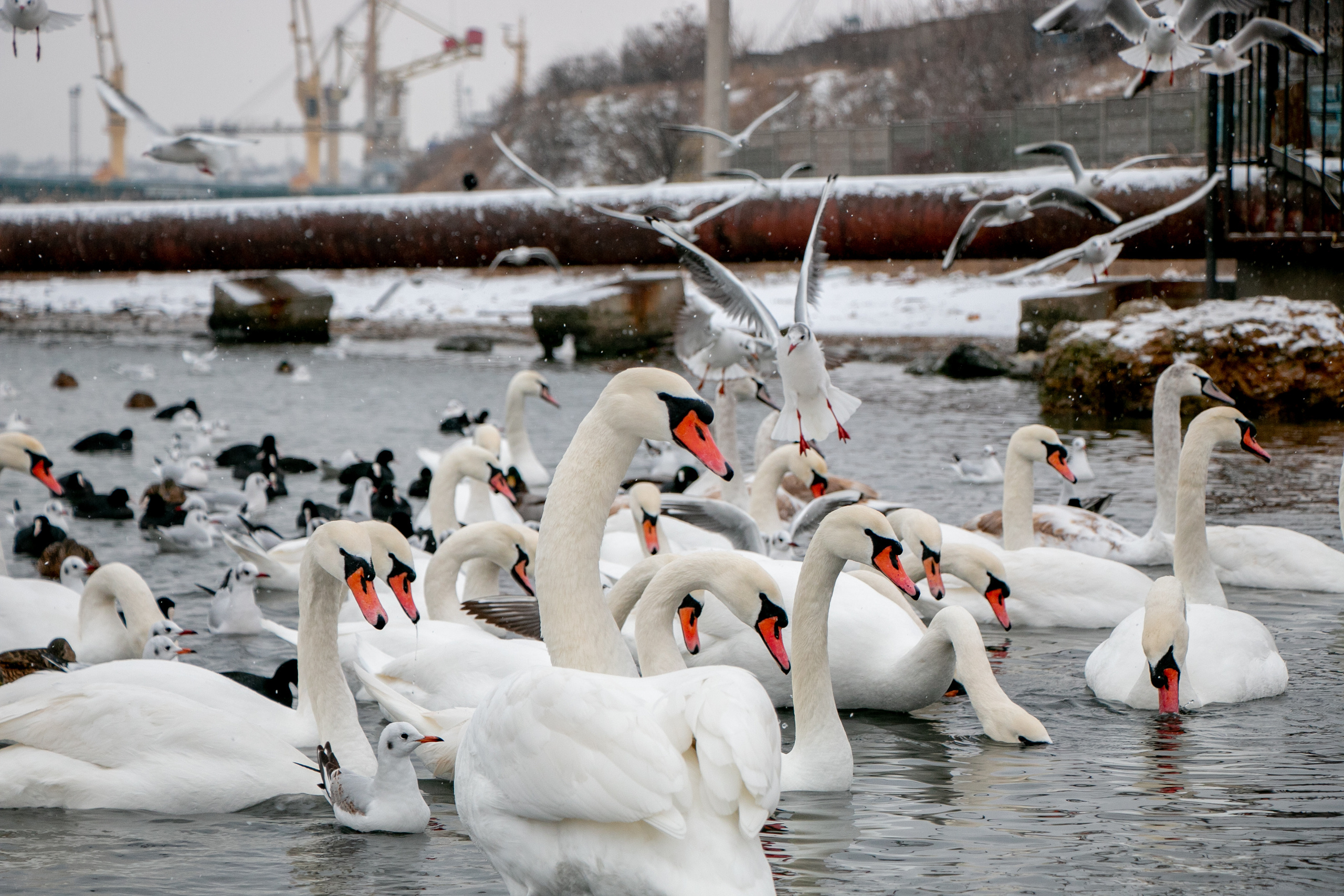 Паромная переправа. Семейный фотограф Великодолинское