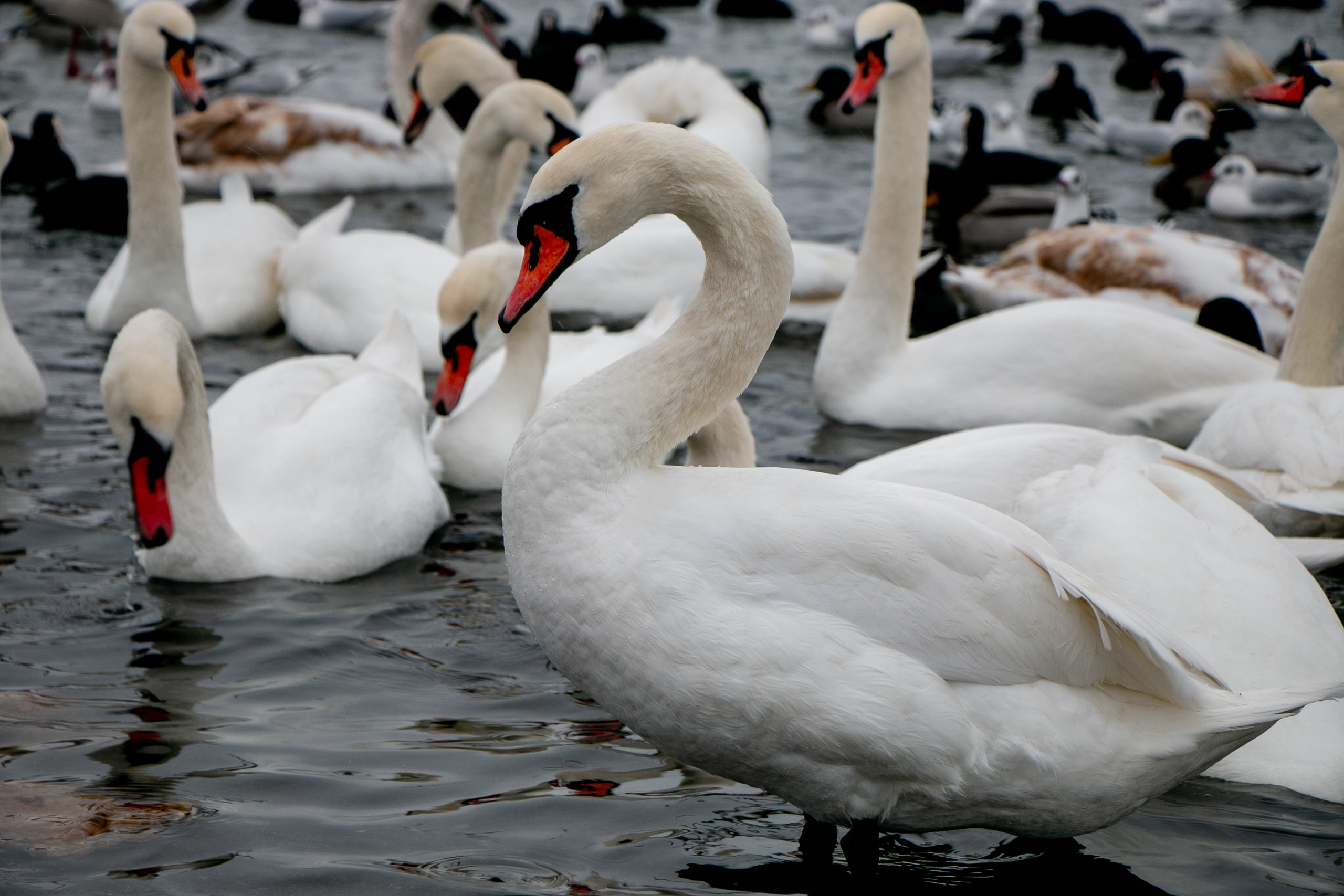 Паромная переправа. Семейный фотограф Великодолинское
