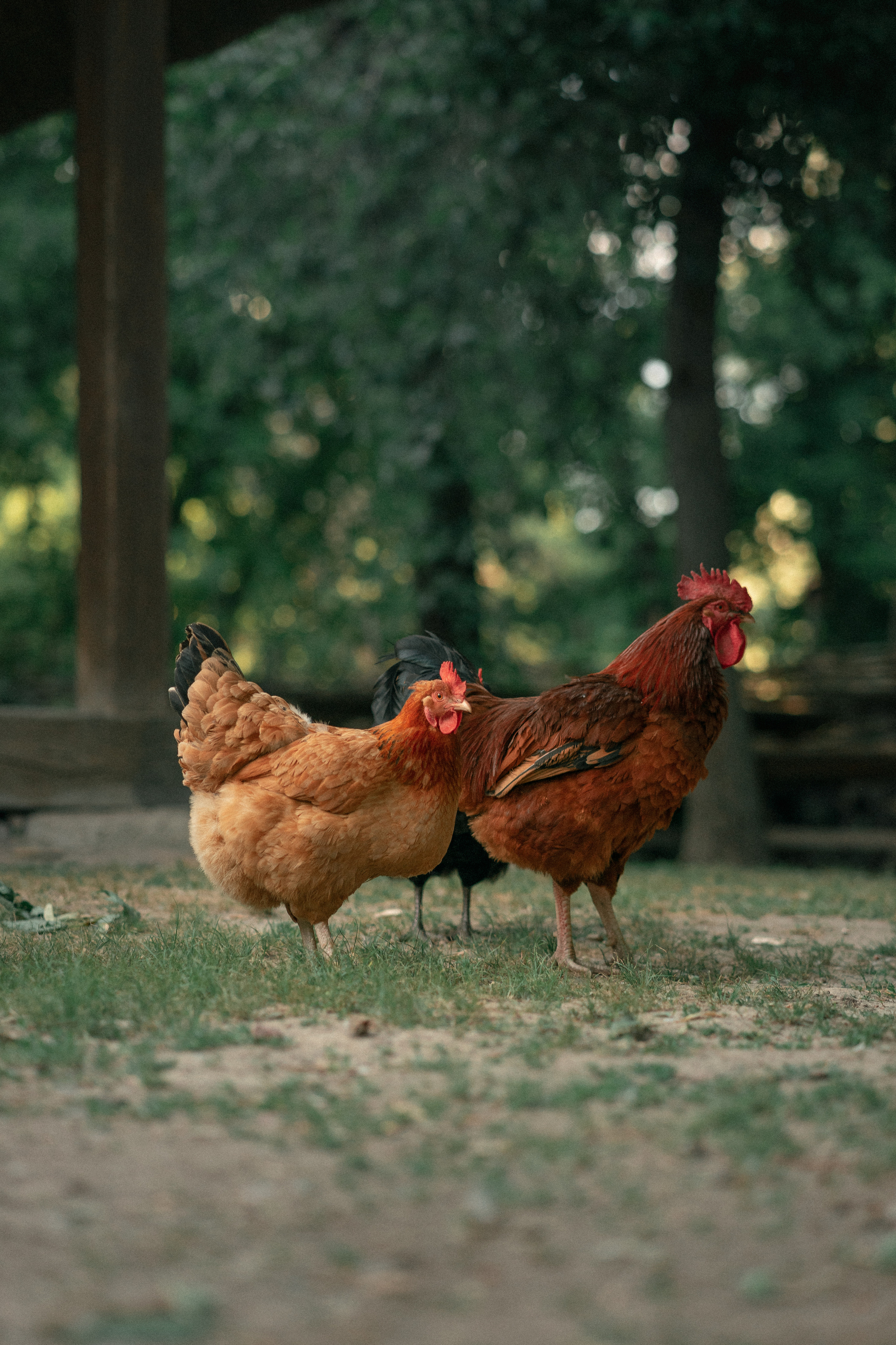 Вечорниці. Фотограф Софіївська Борщагівка Софиевская Борщаговка Колода Олена