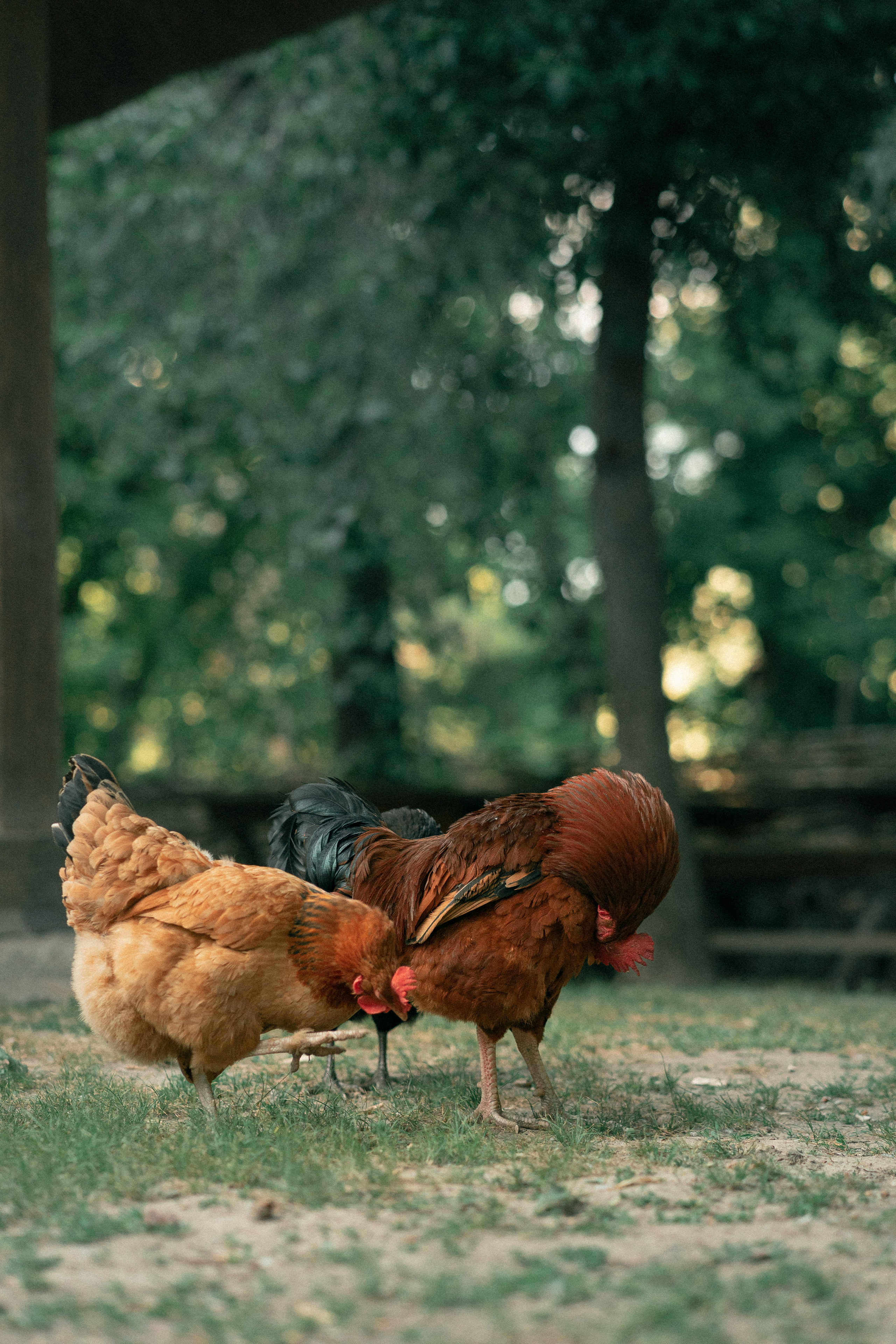 Вечорниці. Фотограф Софіївська Борщагівка Софиевская Борщаговка Колода Олена