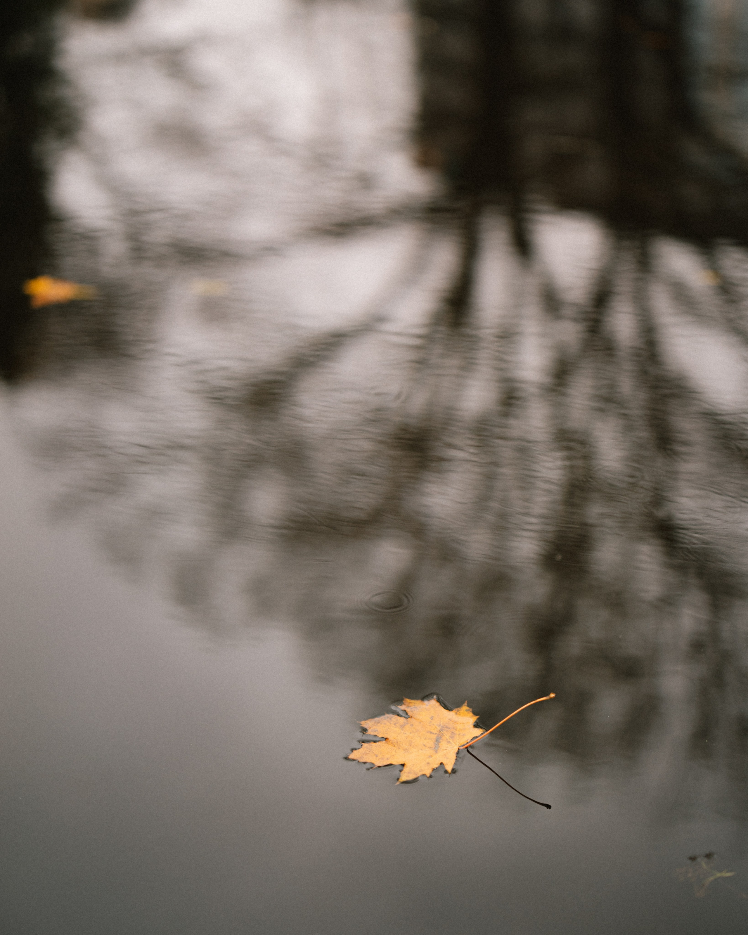 Алиса и Дима. Свадебный фотограф в Риге Руслан Федюшин
