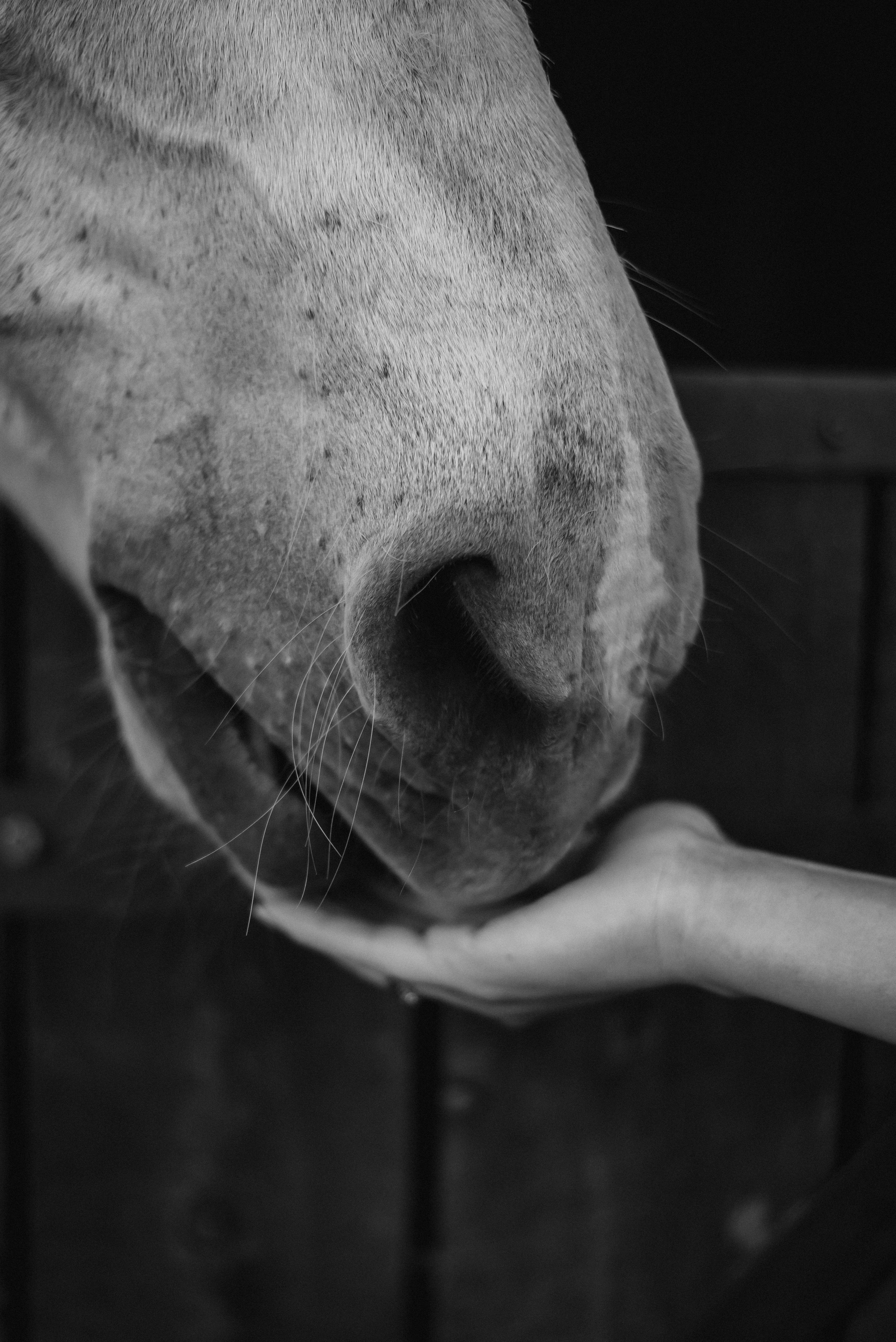 Свадебная фотосессия на ранчо, свадебный фотограф Александра Киев. Весільний та фотограф Київ Україна Олександра, свадебный Киев Украина