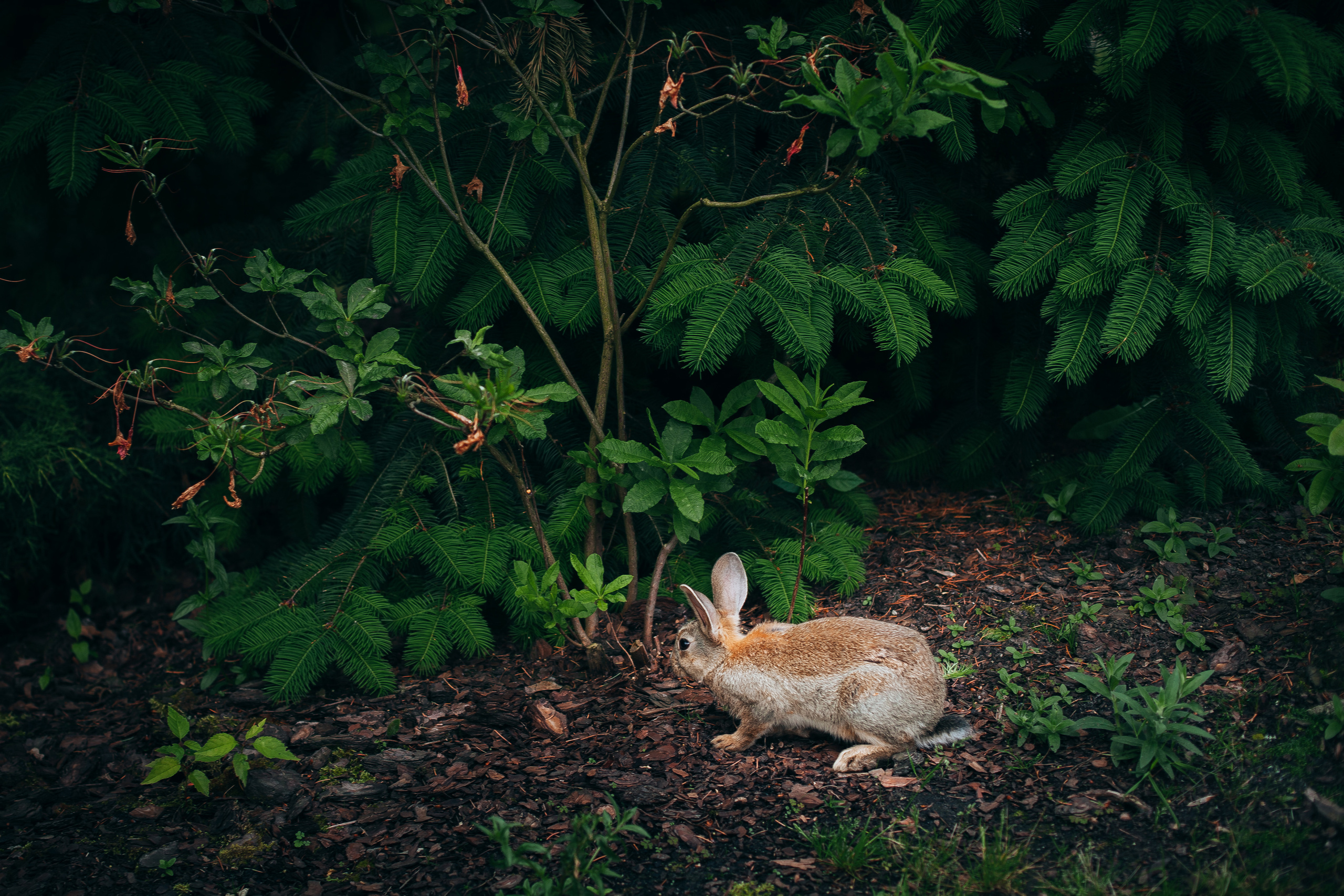 Весілля Ірини та Олександра (Київ-Житомир). Фотограф Ігор Тополенко Арт- фото та весільна фотографія Україна Київ