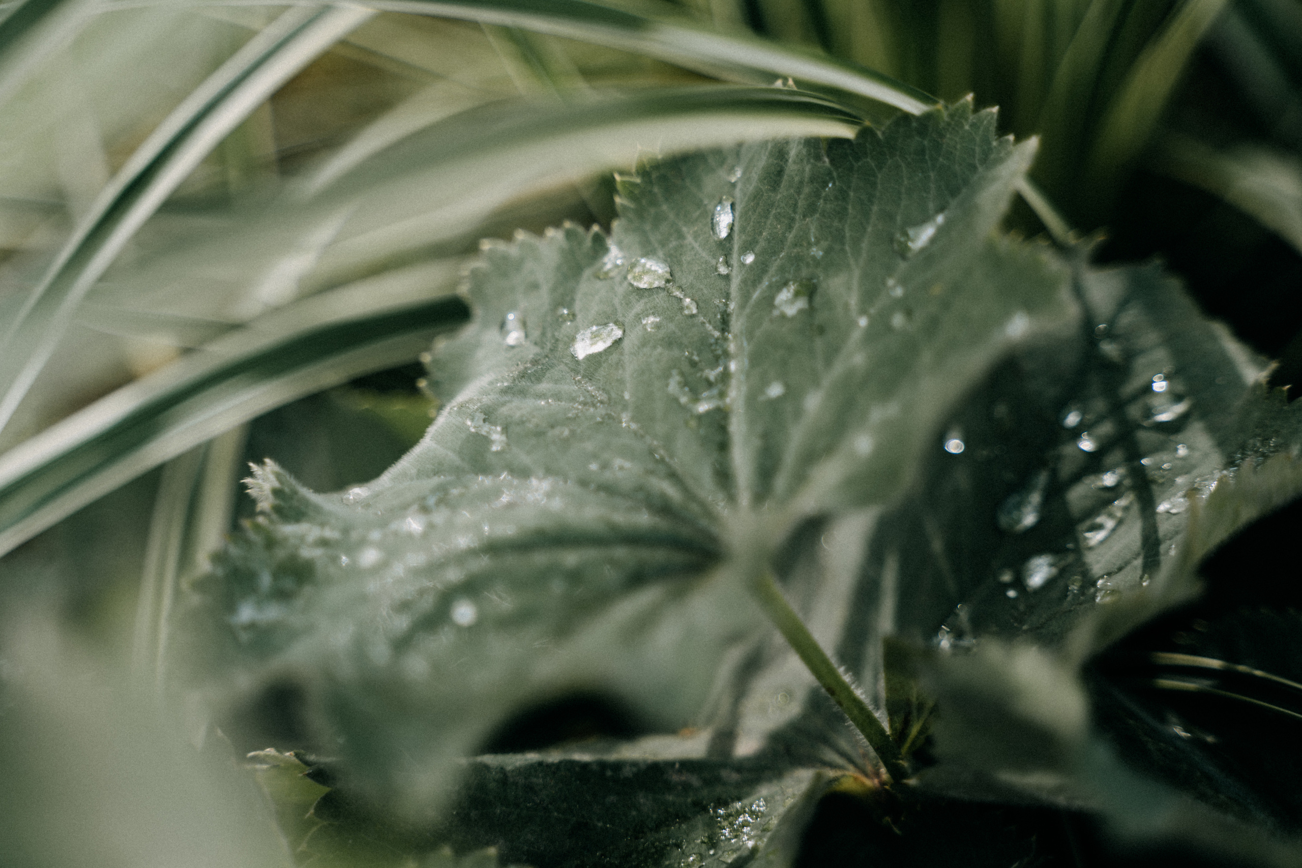 Tautvydas // Rasa. Authentic Wedding Videography