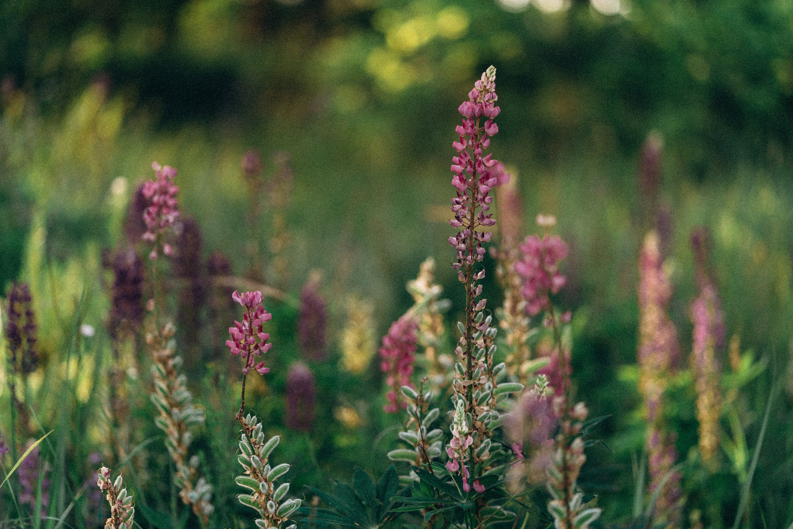 Настя. Свадебный и семейный фотограф в Киеве Ярина Урб
