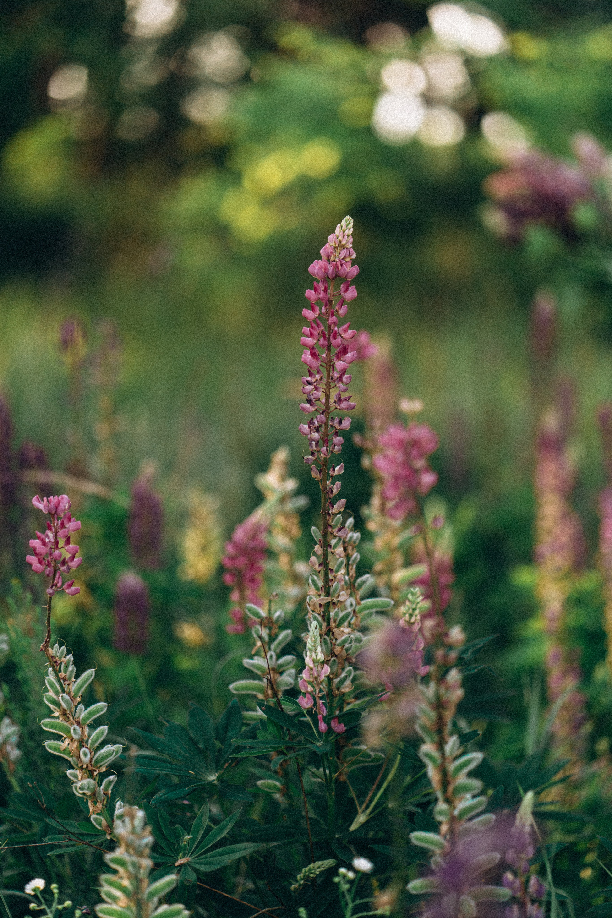 Настя. Свадебный и семейный фотограф в Киеве Ярина Урб