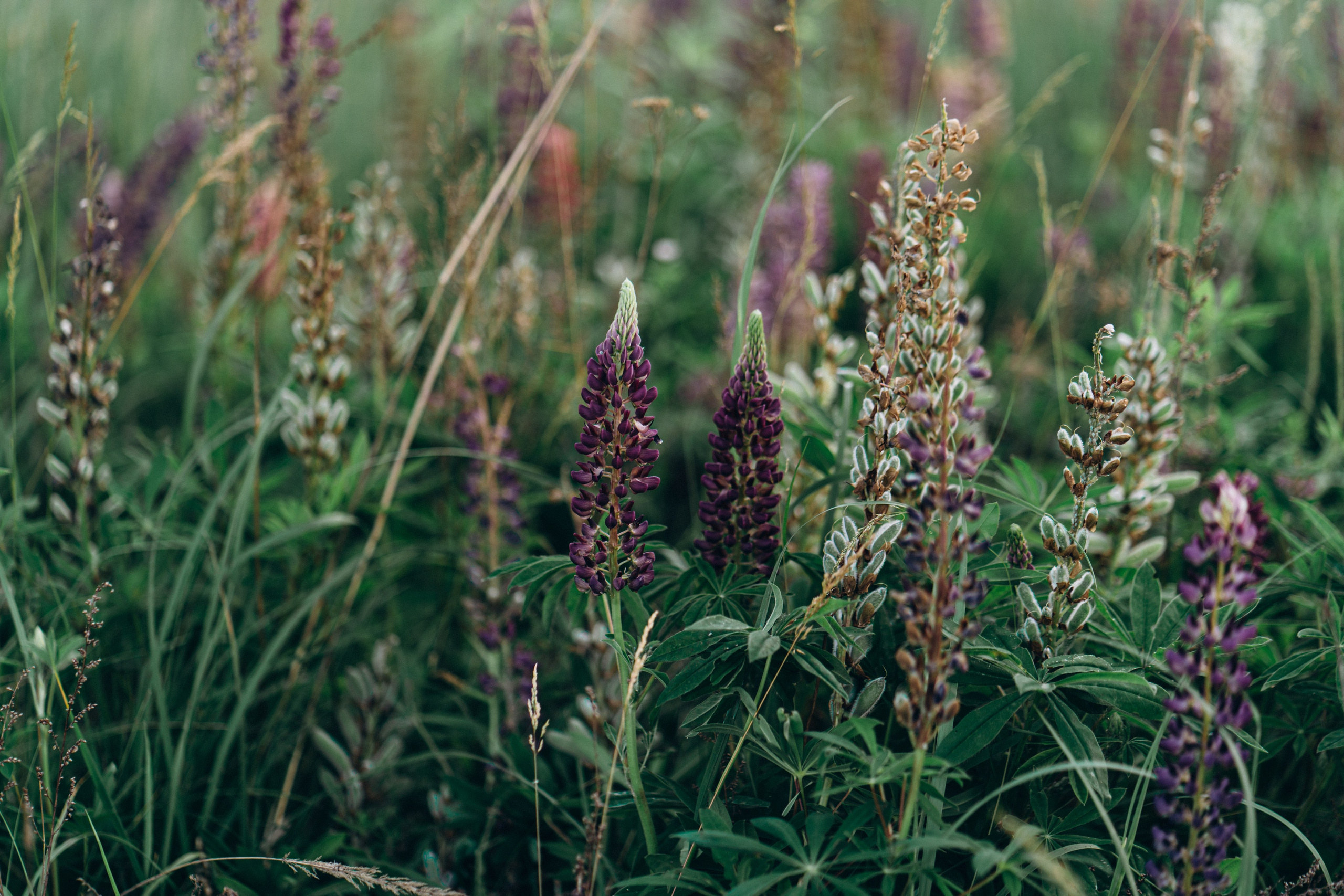 Настя. Свадебный и семейный фотограф в Киеве Ярина Урб