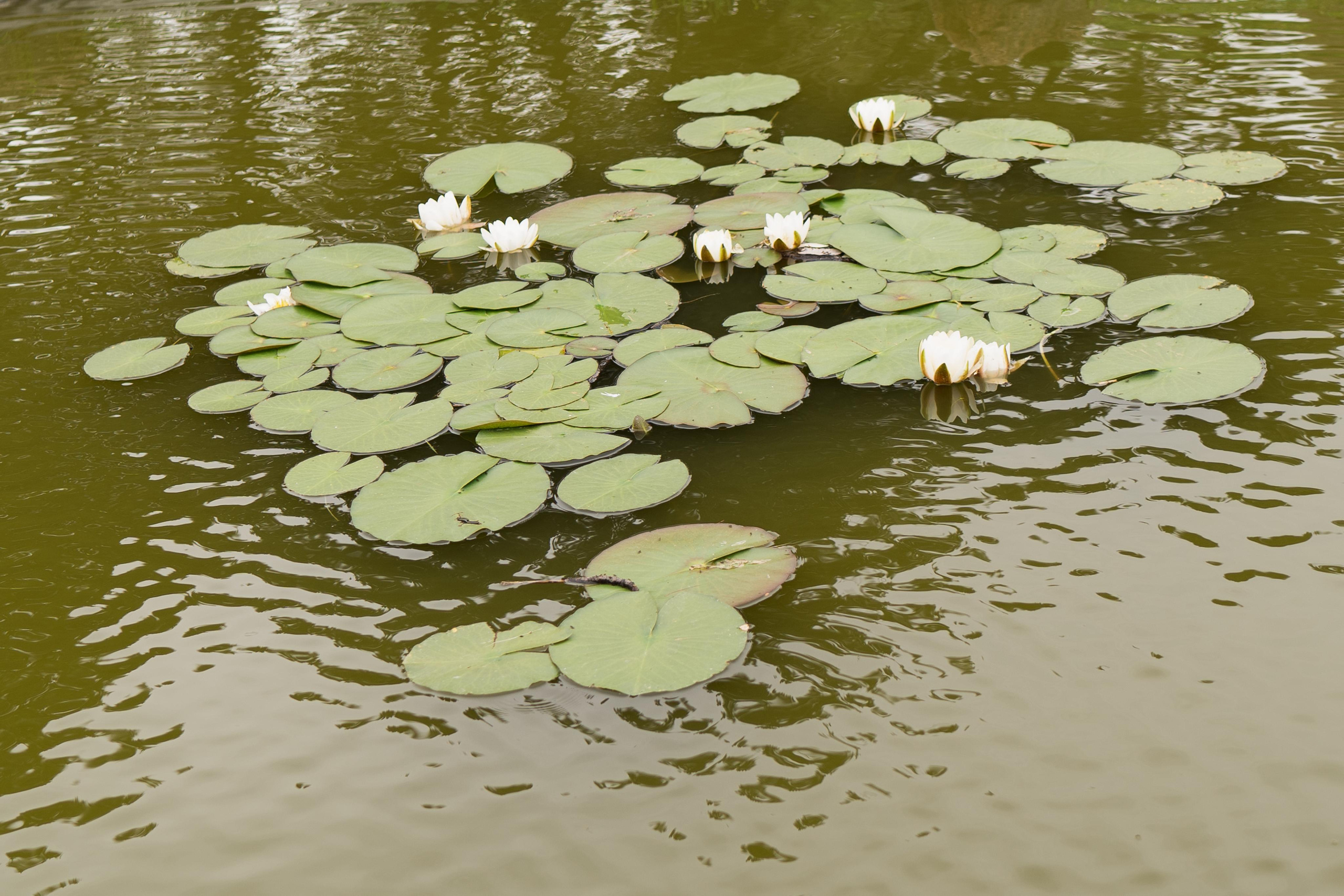 Юлечка. Свадебный и семейный фотограф в Киеве Ярина Урб