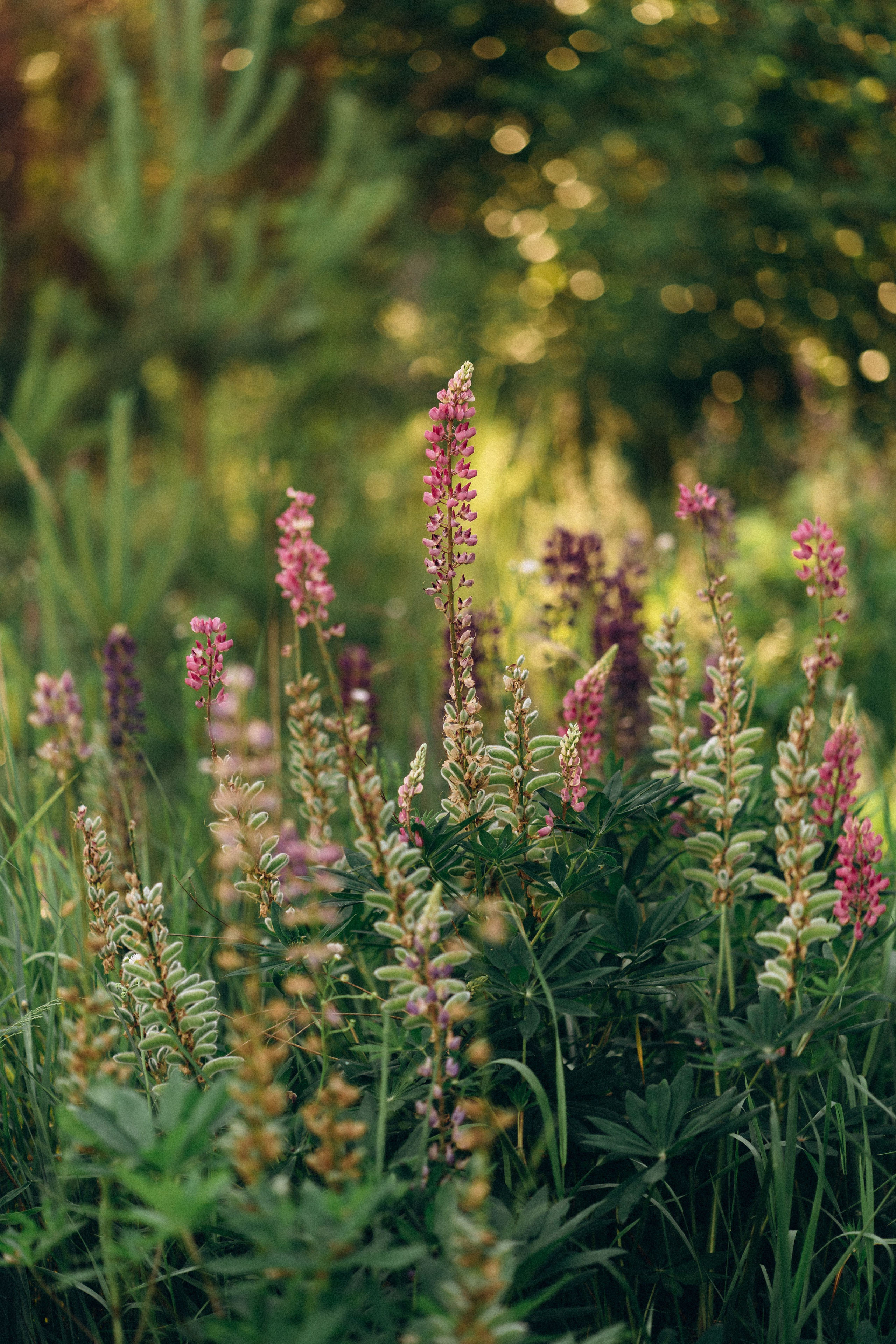 Настя. Свадебный и семейный фотограф в Киеве Ярина Урб