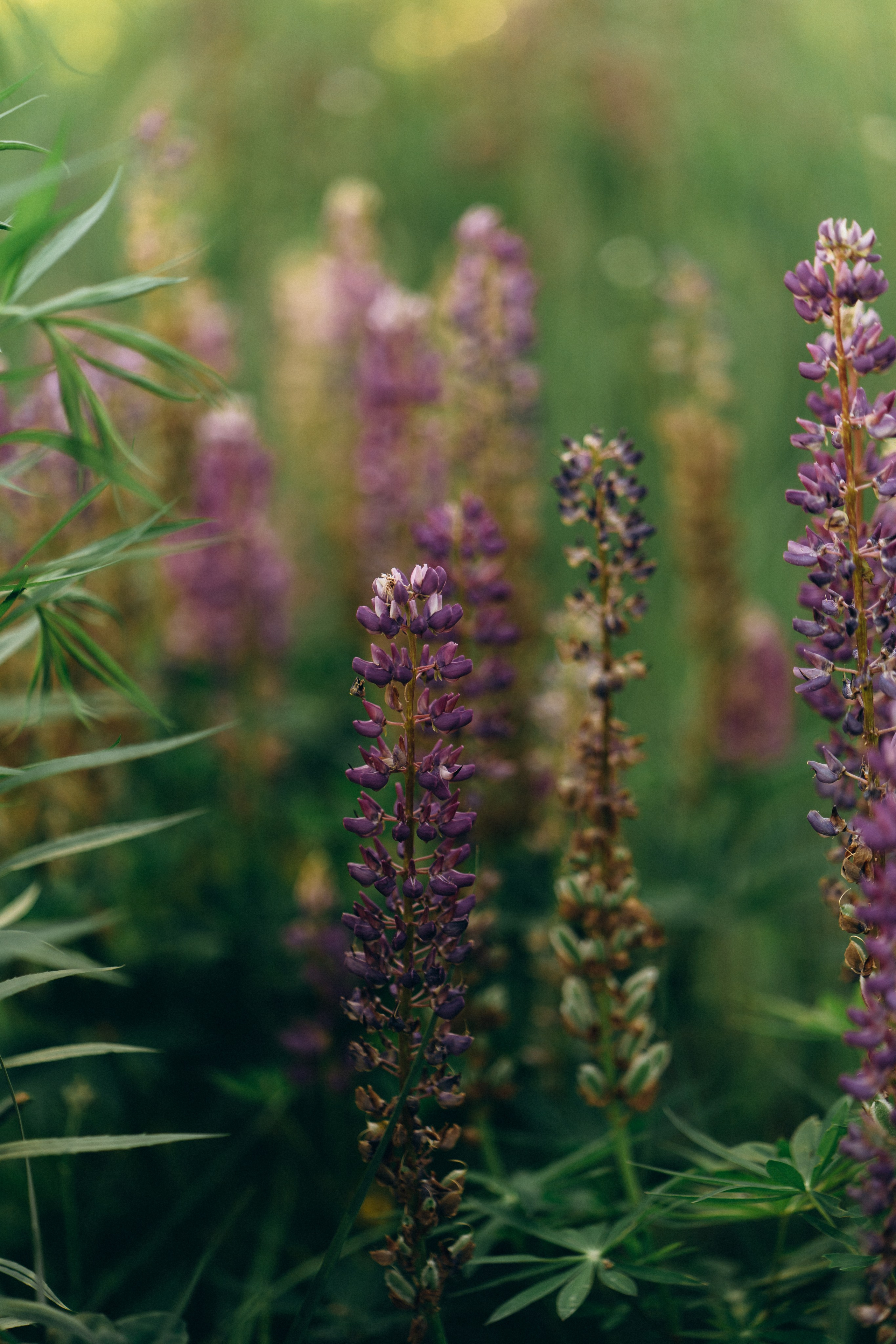 Настя. Свадебный и семейный фотограф в Киеве Ярина Урб