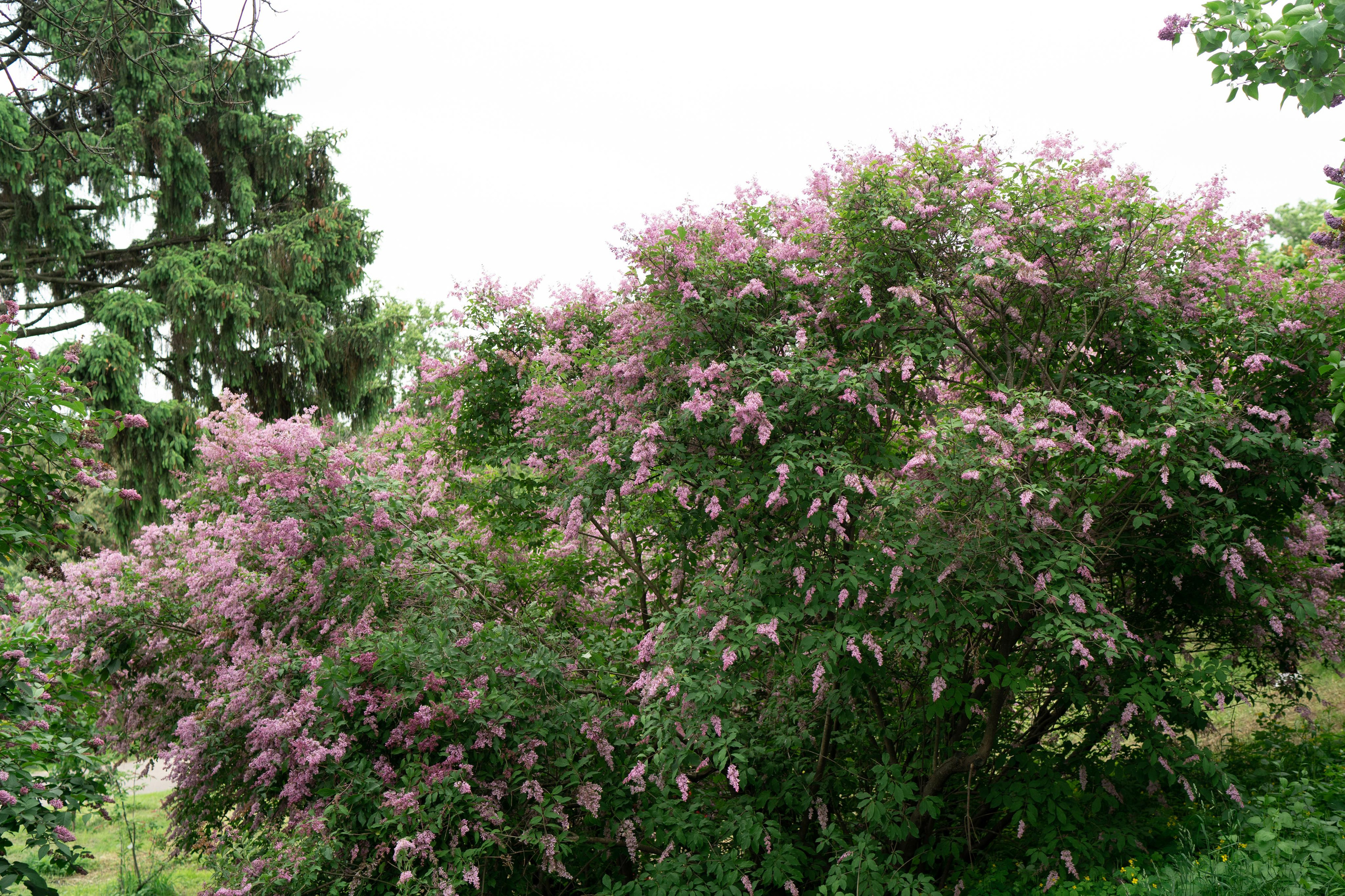 Юлечка. Свадебный и семейный фотограф в Киеве Ярина Урб