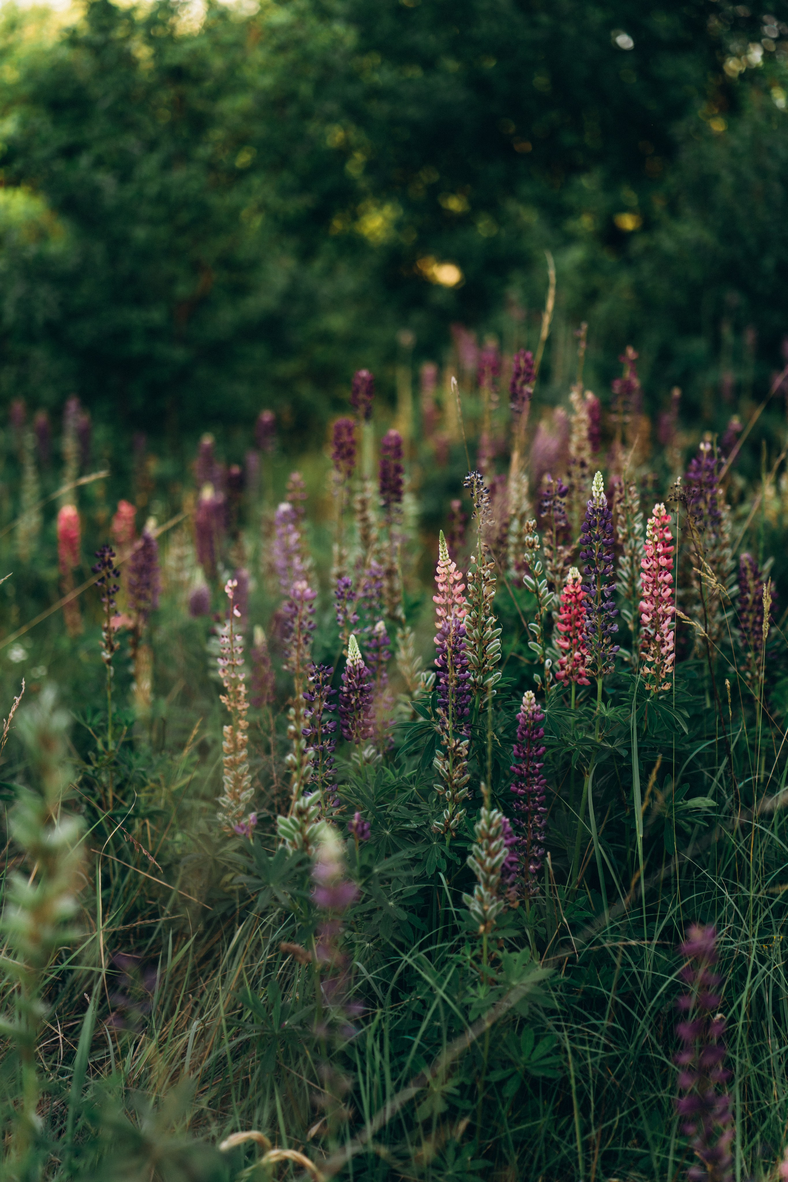 Настя. Свадебный и семейный фотограф в Киеве Ярина Урб