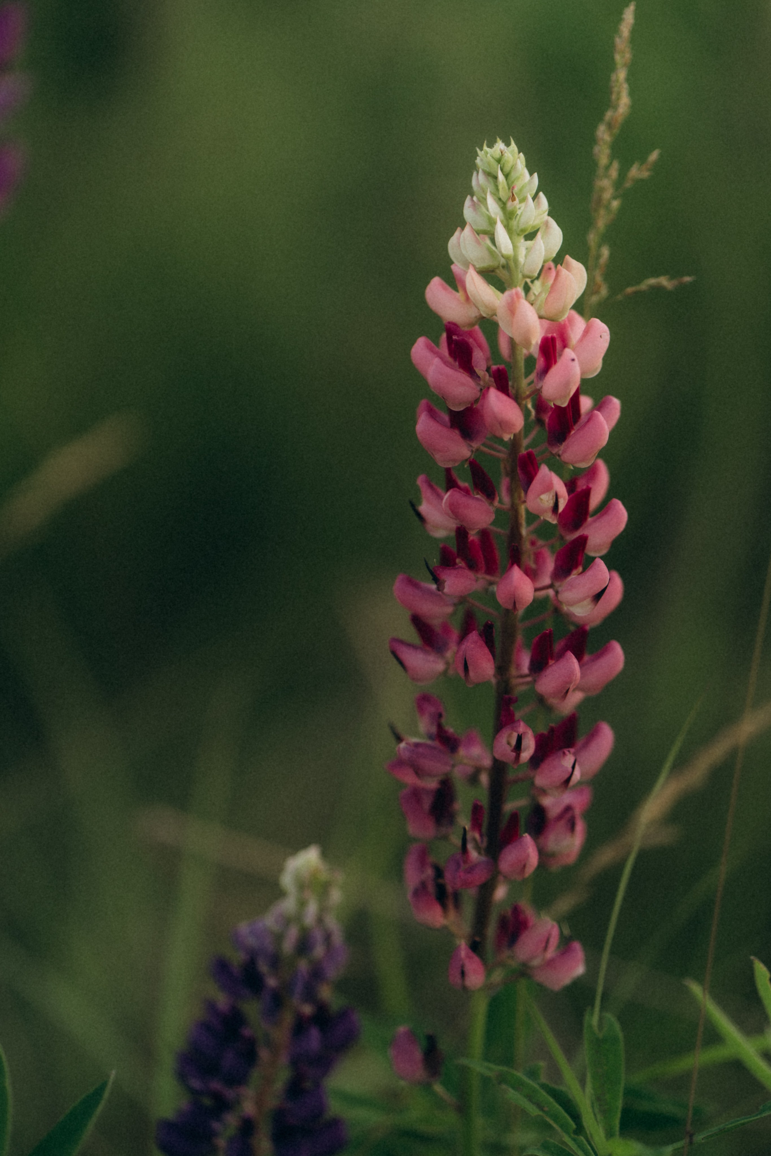 Настя. Свадебный и семейный фотограф в Киеве Ярина Урб