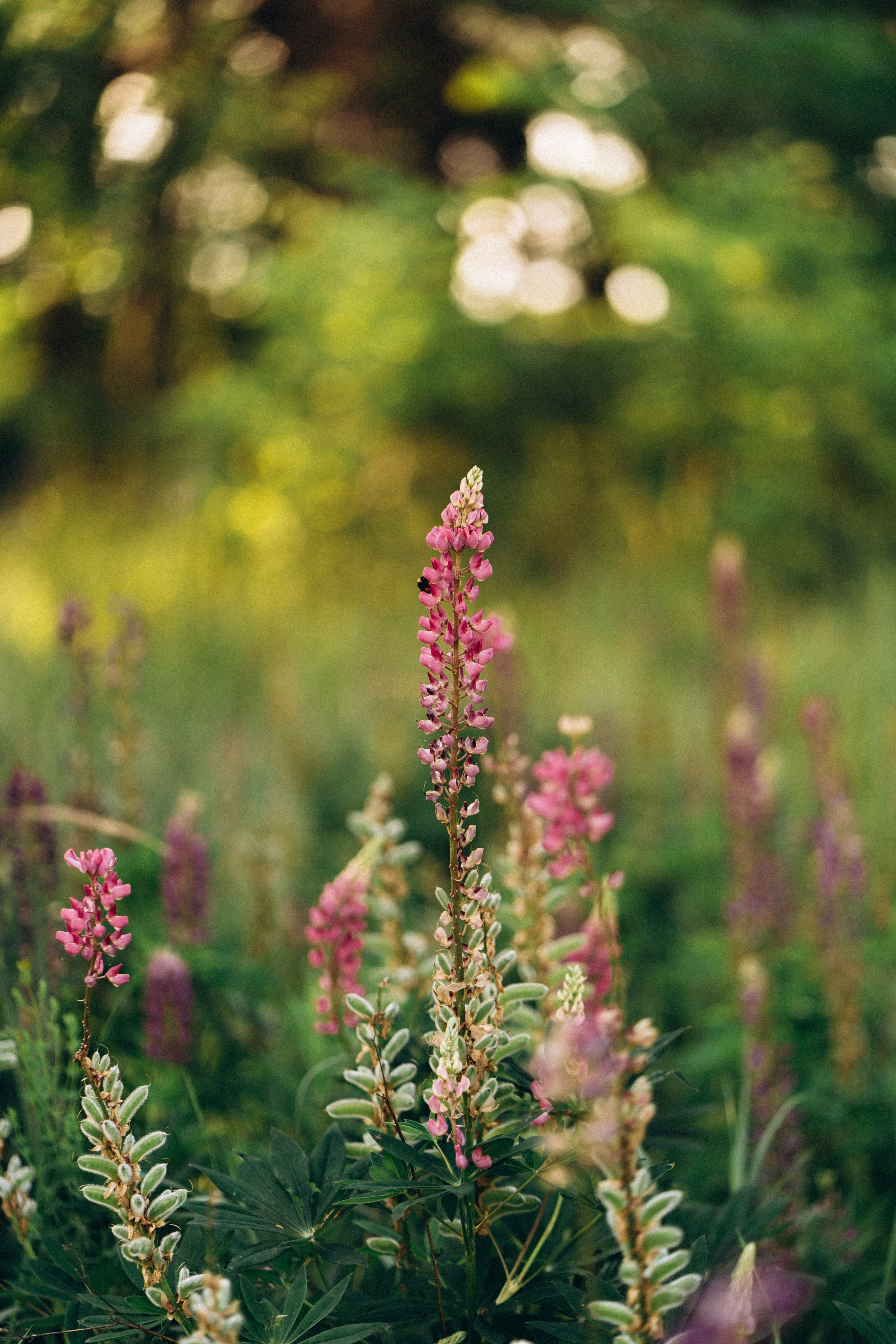 Настя. Свадебный и семейный фотограф в Киеве Ярина Урб