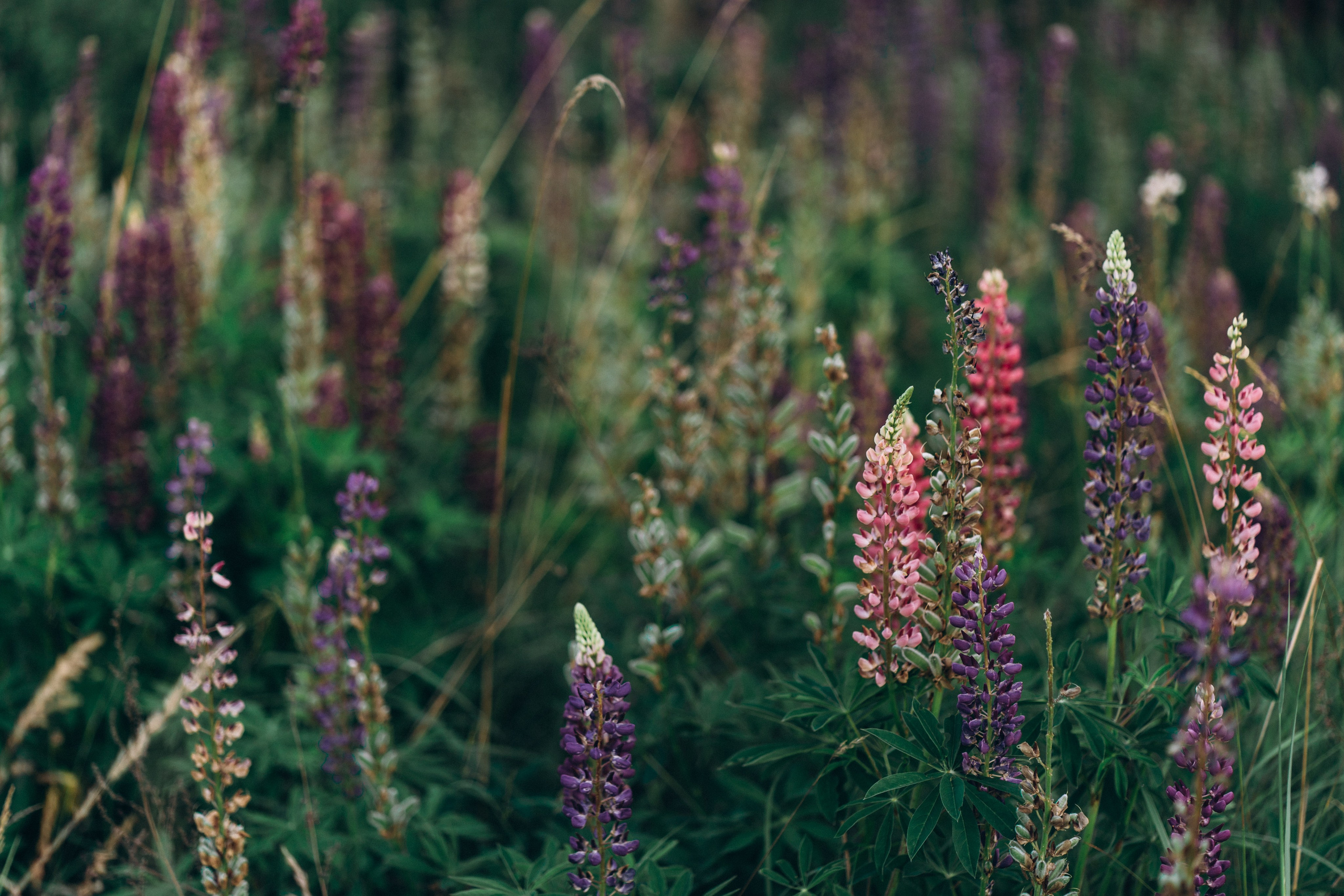 Настя. Свадебный и семейный фотограф в Киеве Ярина Урб