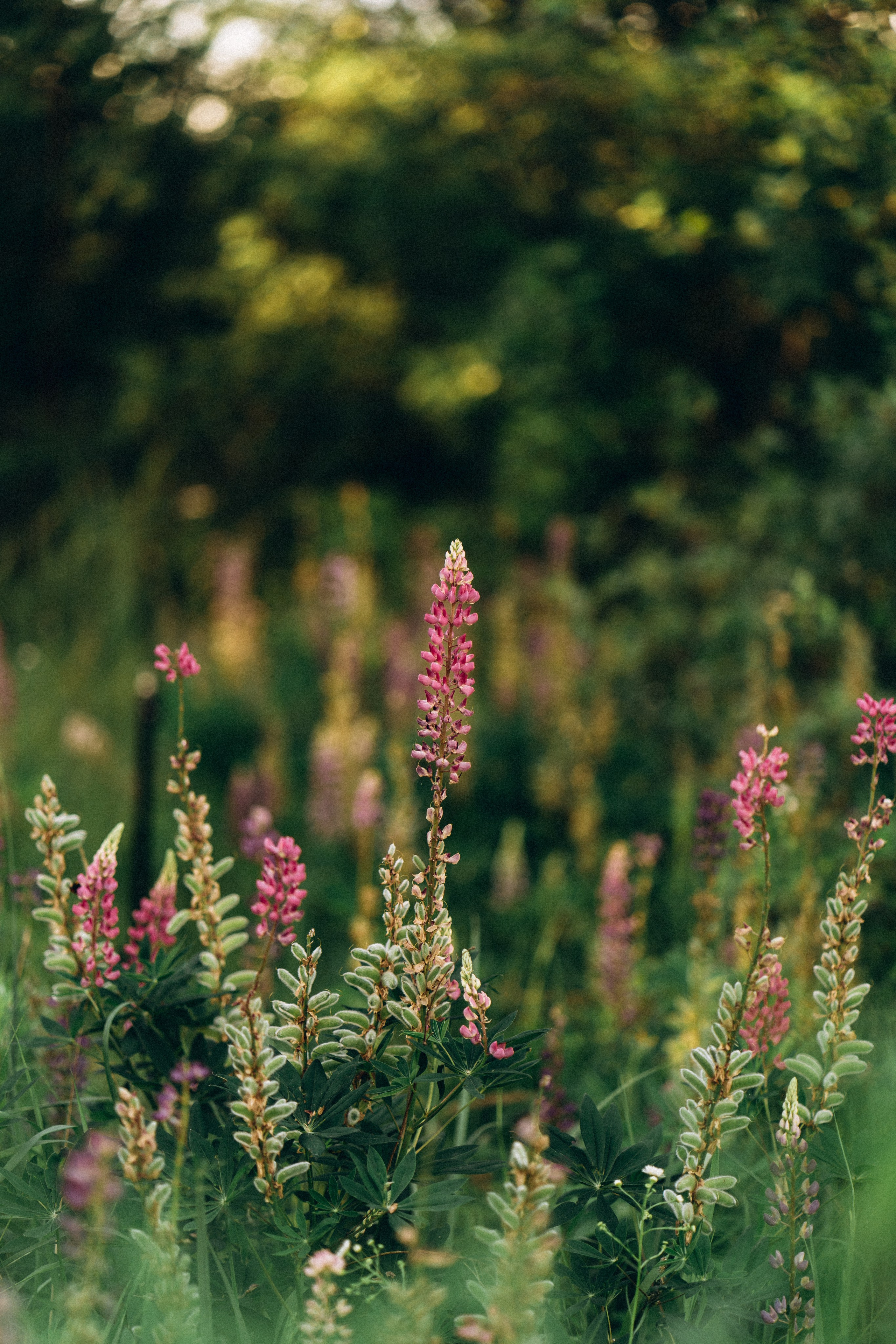 Настя. Свадебный и семейный фотограф в Киеве Ярина Урб