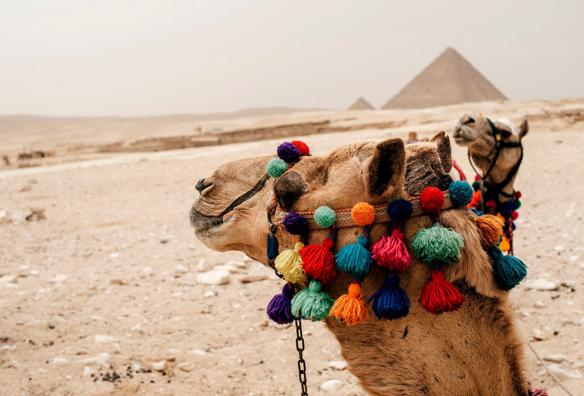 Egipt. Elegant Wedding Photography