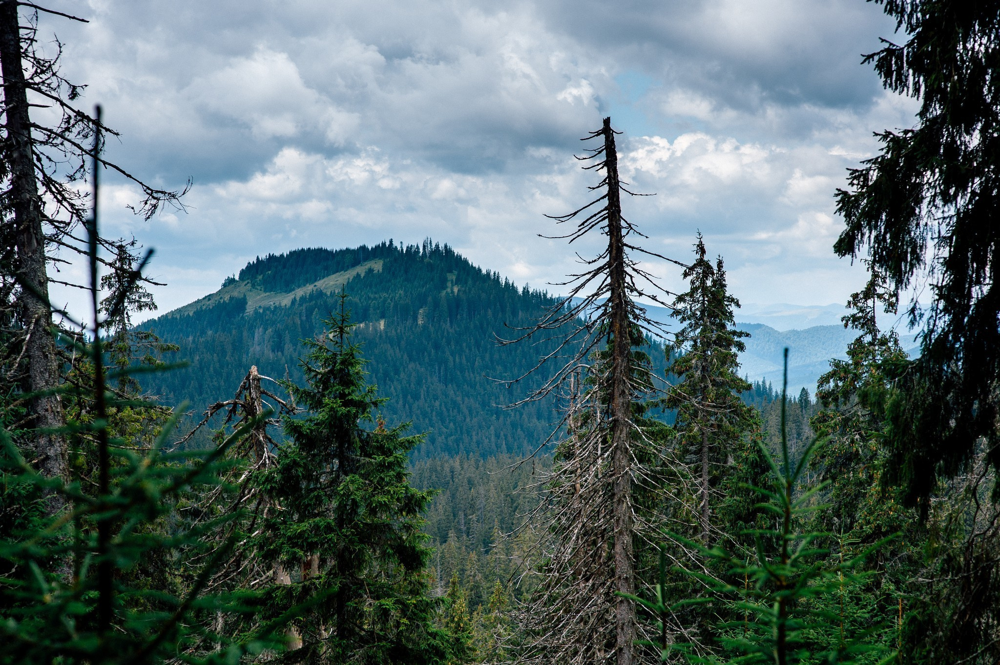 Wedding journey. Elegant Wedding Photography