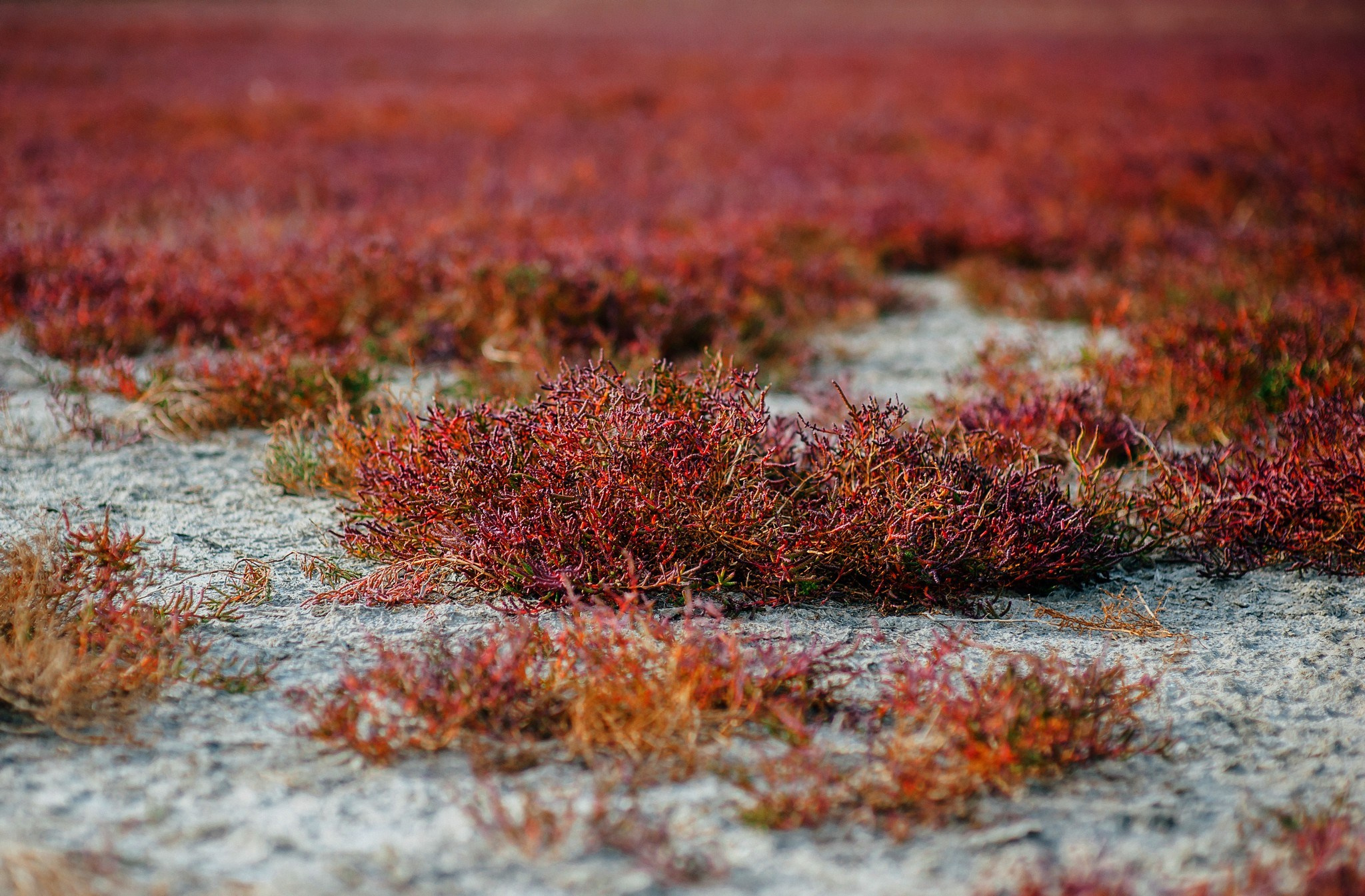 Blue Sky. Elegant Wedding Photography