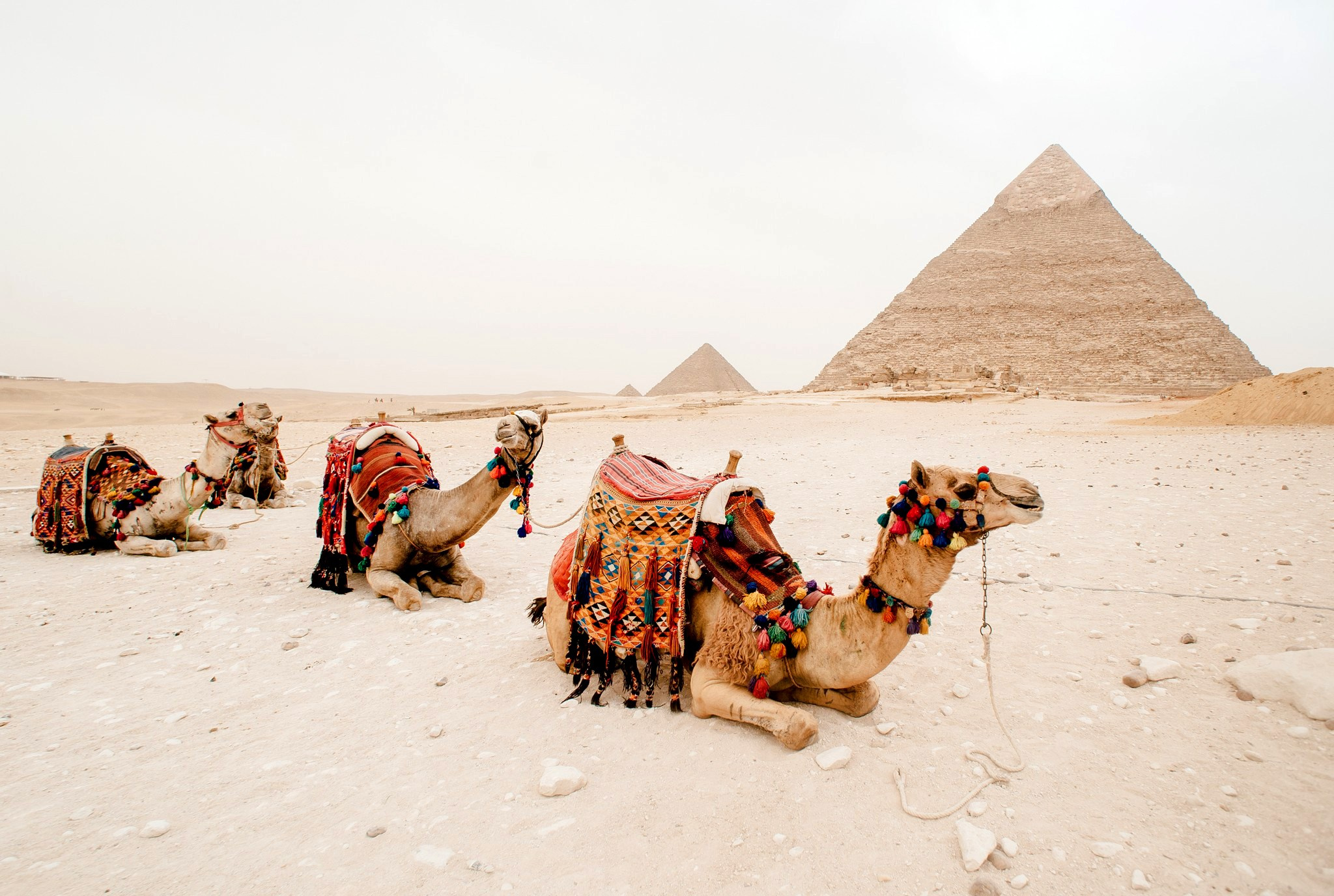 Egipt. Elegant Wedding Photography