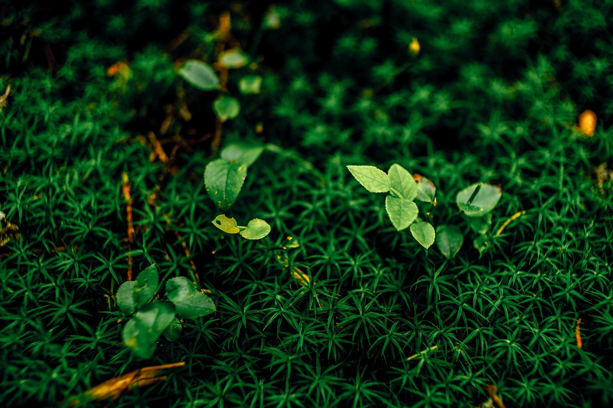 Wedding journey. Elegant Wedding Photography