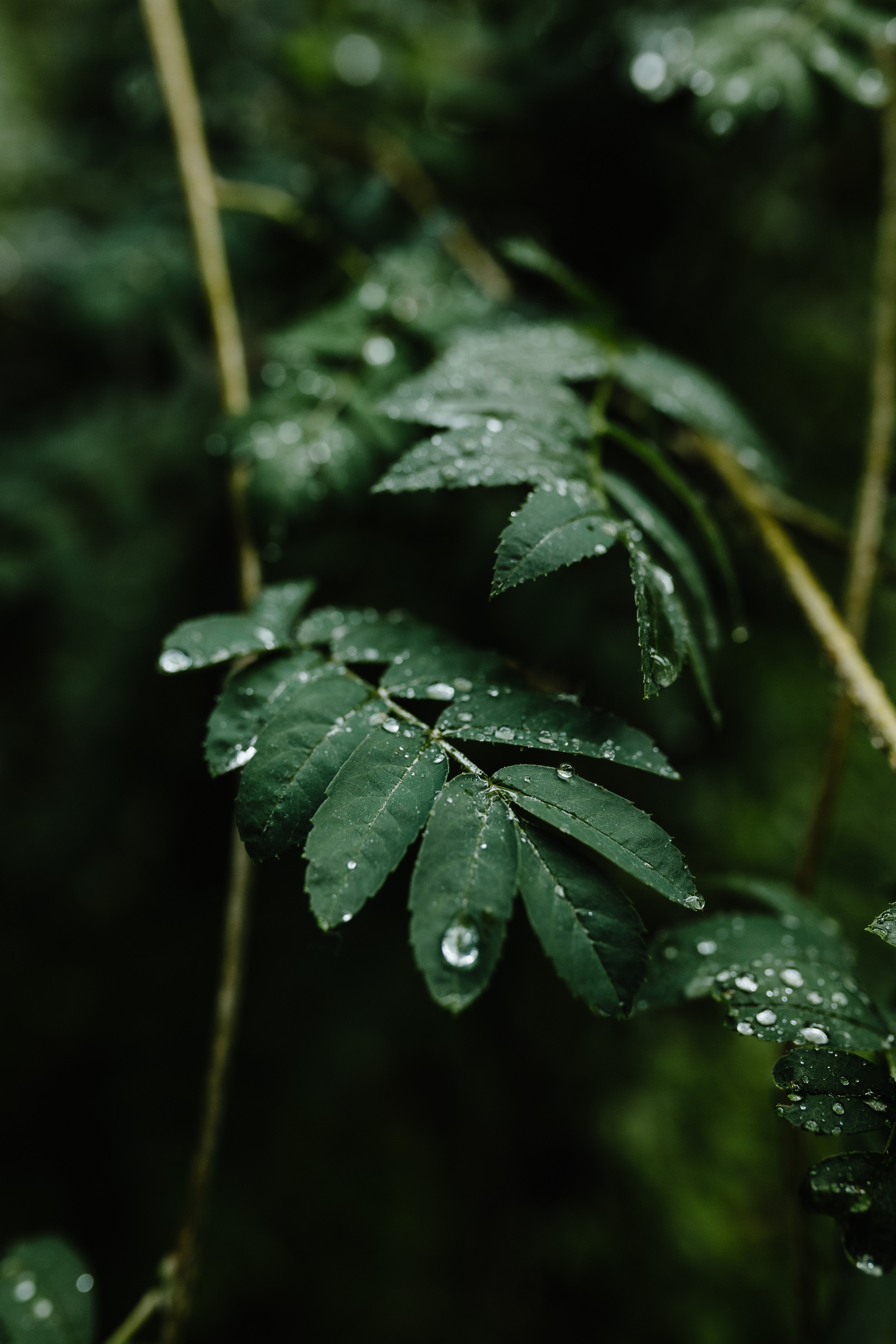 Анастасія & Віталій. Фотограф Дмитро Чернявський