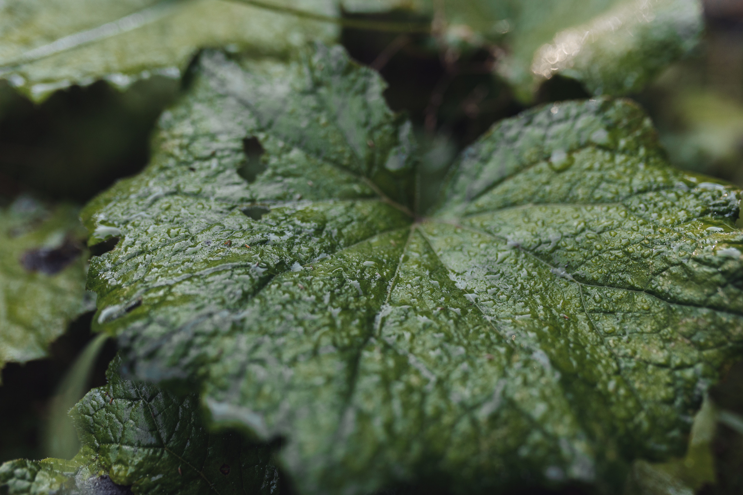 Андрій & Дарʼя. Фотограф Дмитро Чернявський