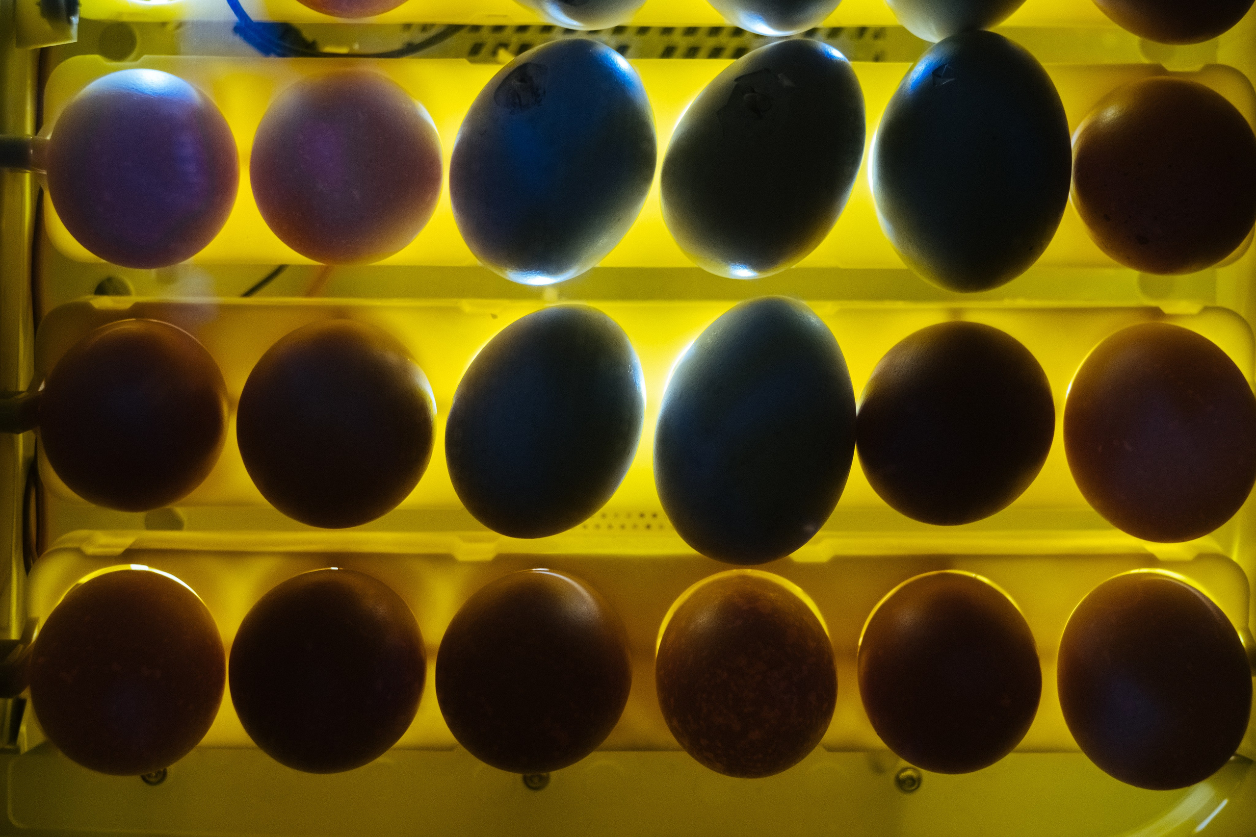 Inkubator. Maria Węsławska-Gribina