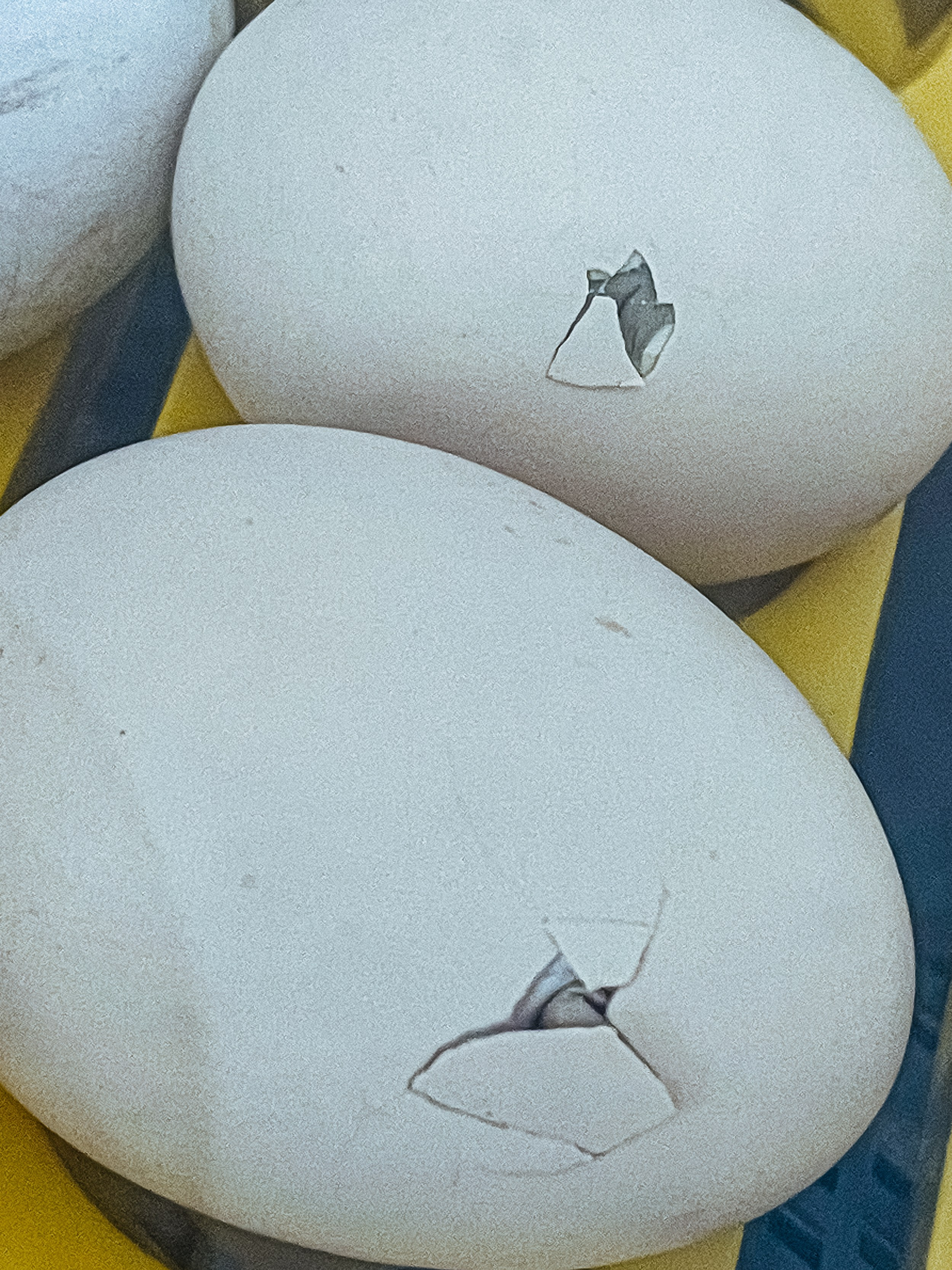 Inkubator. Maria Węsławska-Gribina