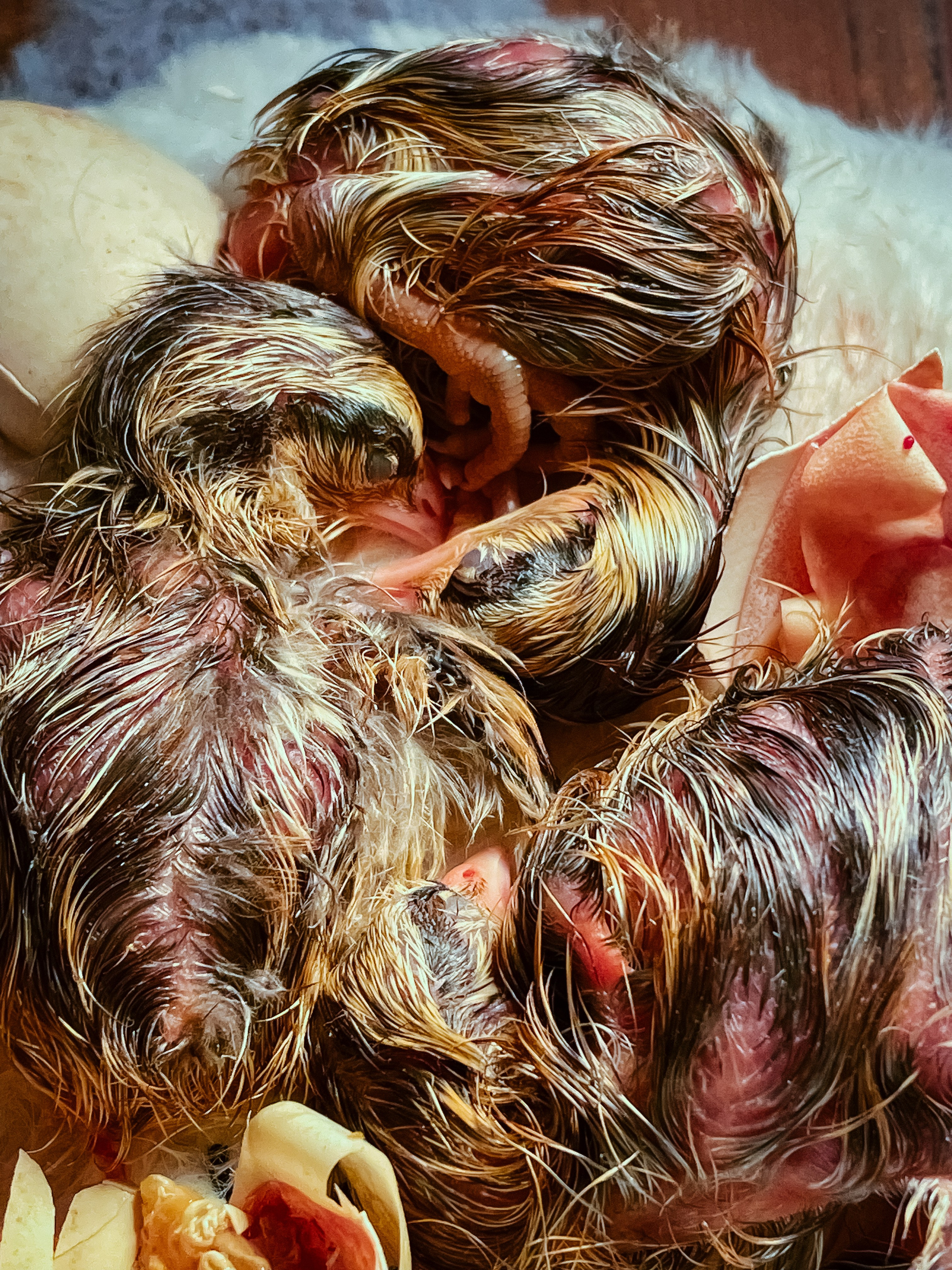 Inkubator. Maria Węsławska-Gribina