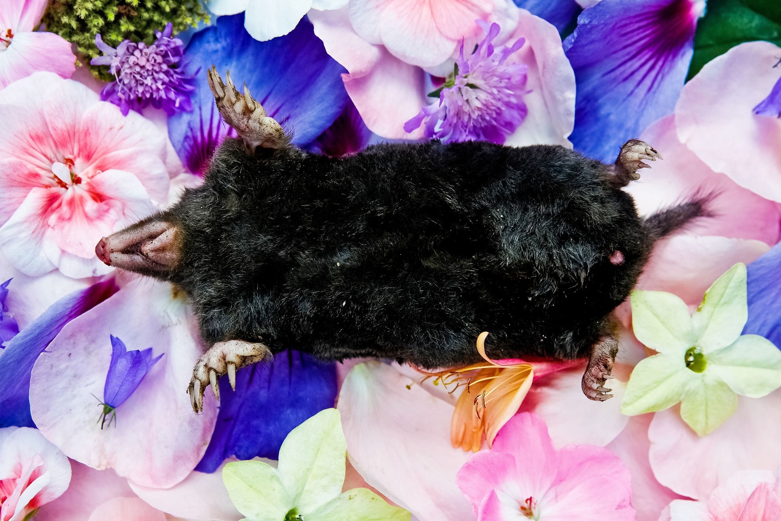 Natura Morta. Maria Węsławska-Gribina