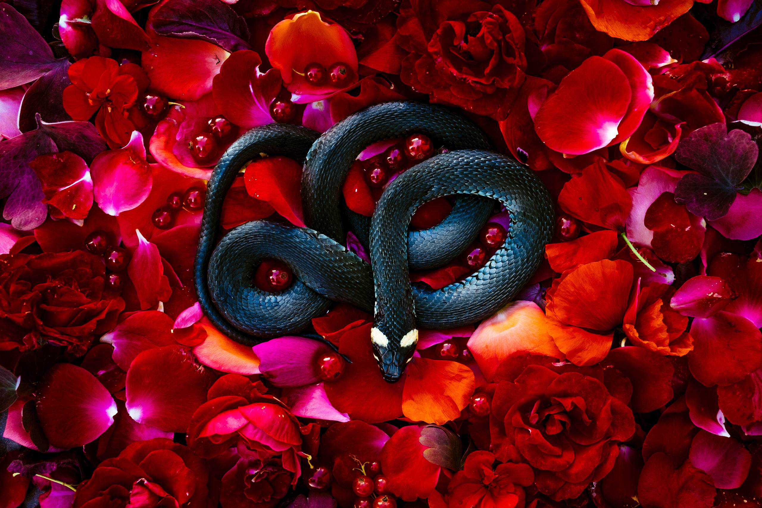 Natura Morta. Maria Węsławska-Gribina