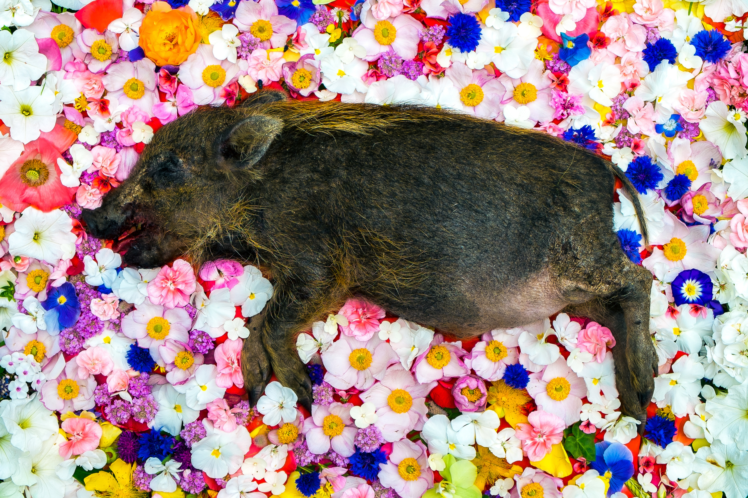 Natura Morta. Maria Węsławska-Gribina